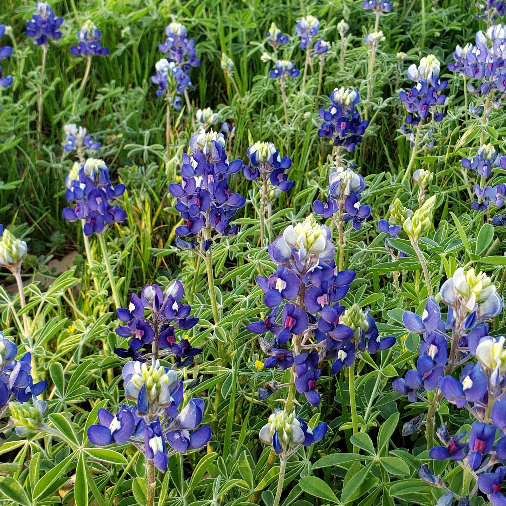 Texas Bluebonnets (Lupinus texensis)