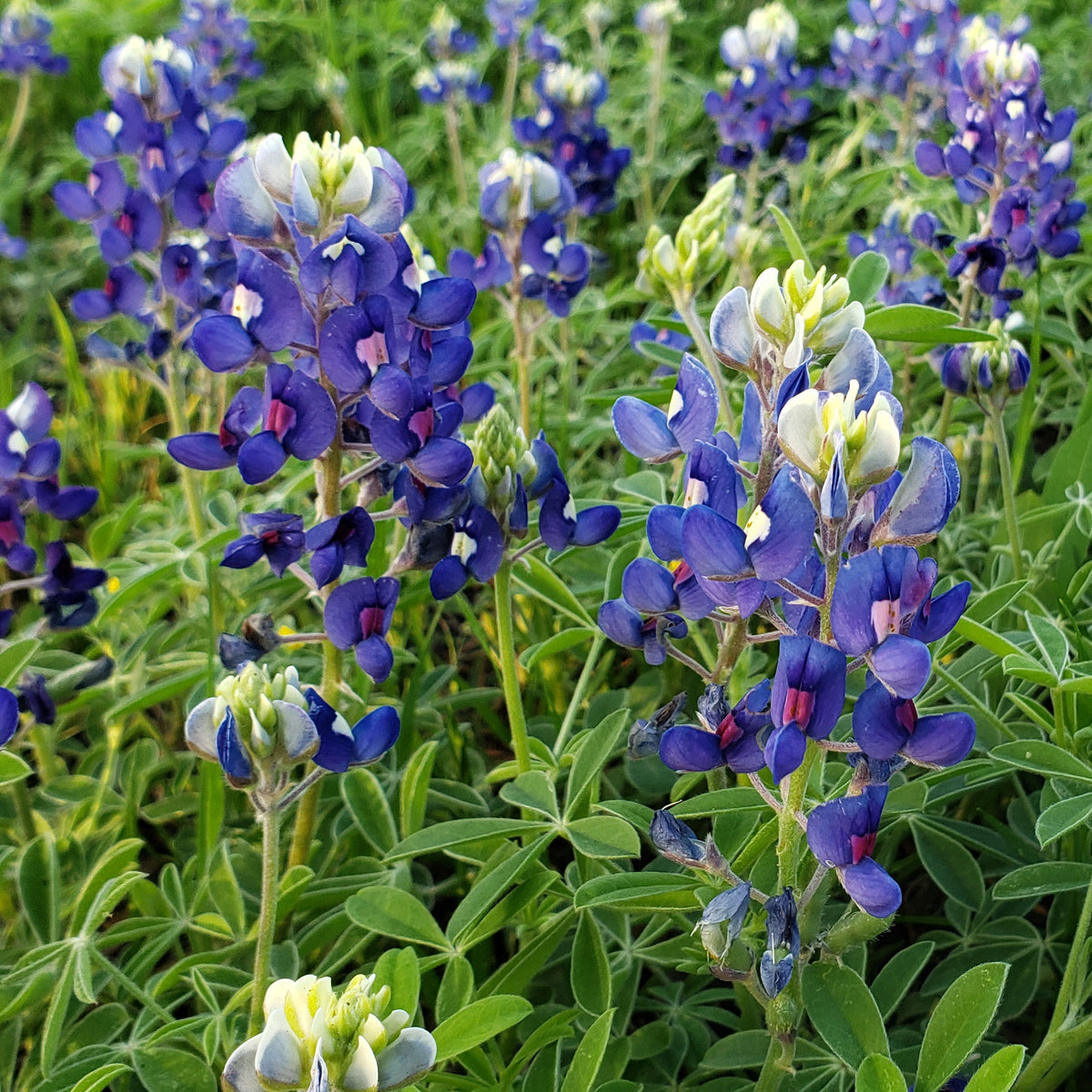 Texas Bluebonnets (Lupinus texensis)