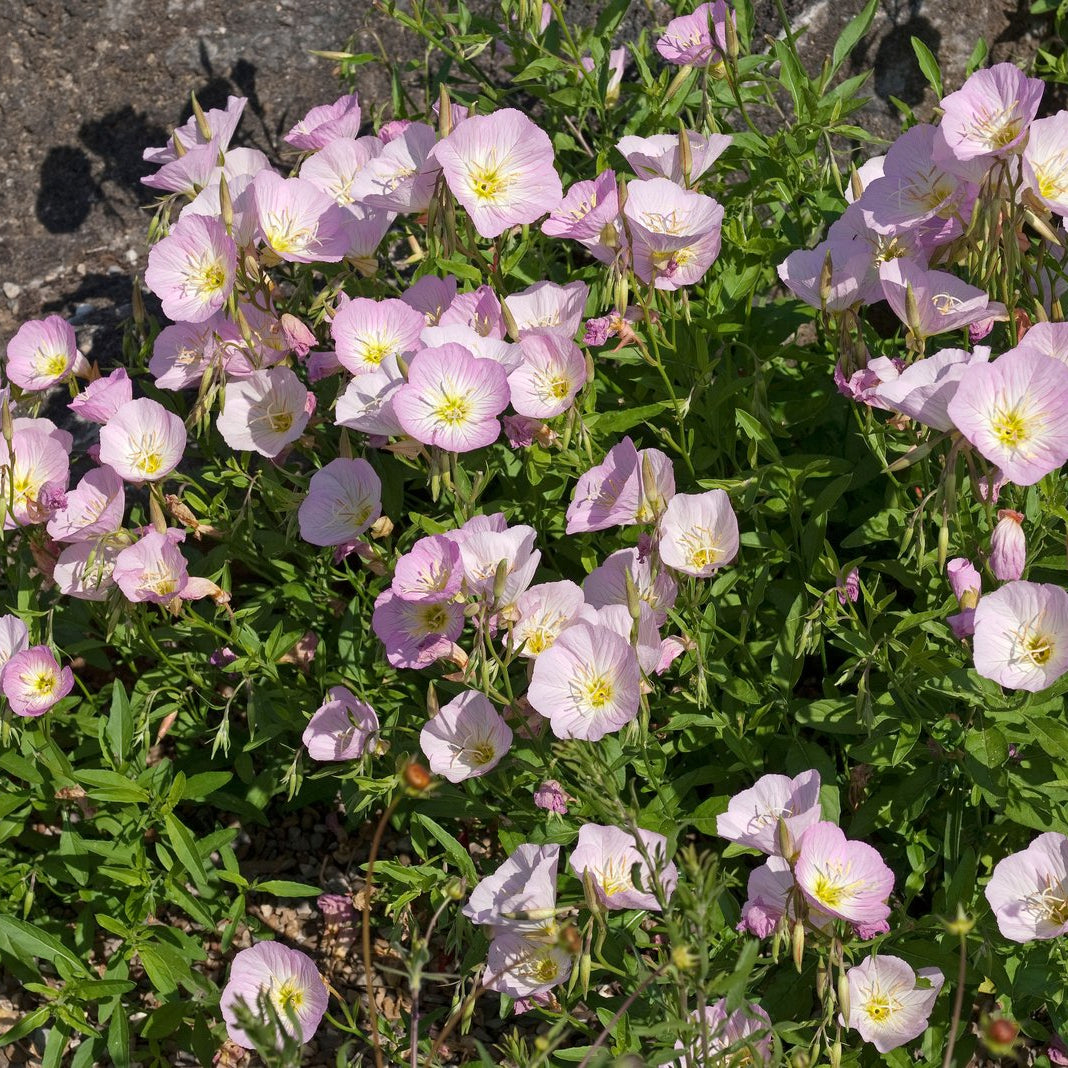 Oenothera speciosa (Pink Evening Primrose)