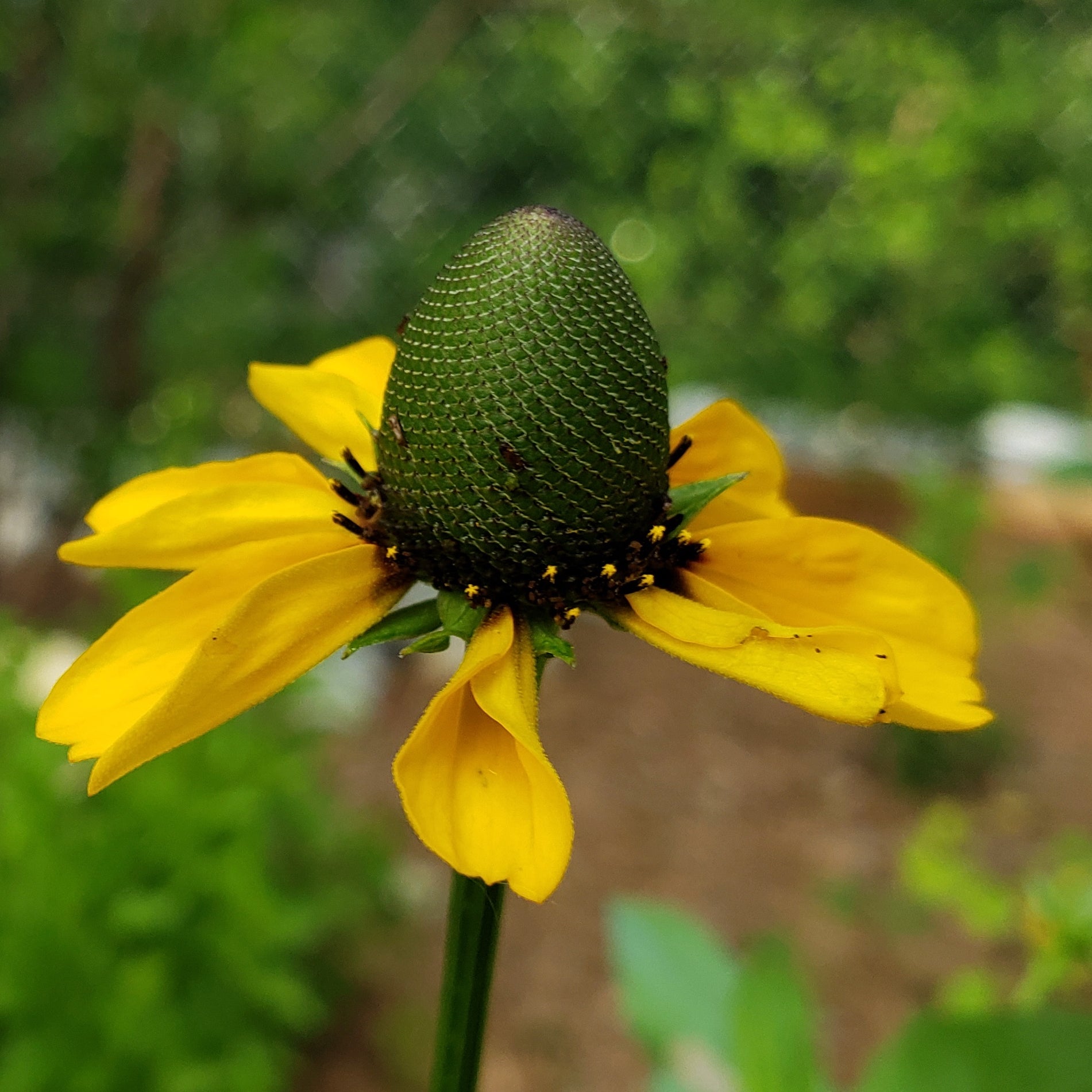 Clasping Coneflower (Dracopis amplexicaulis)