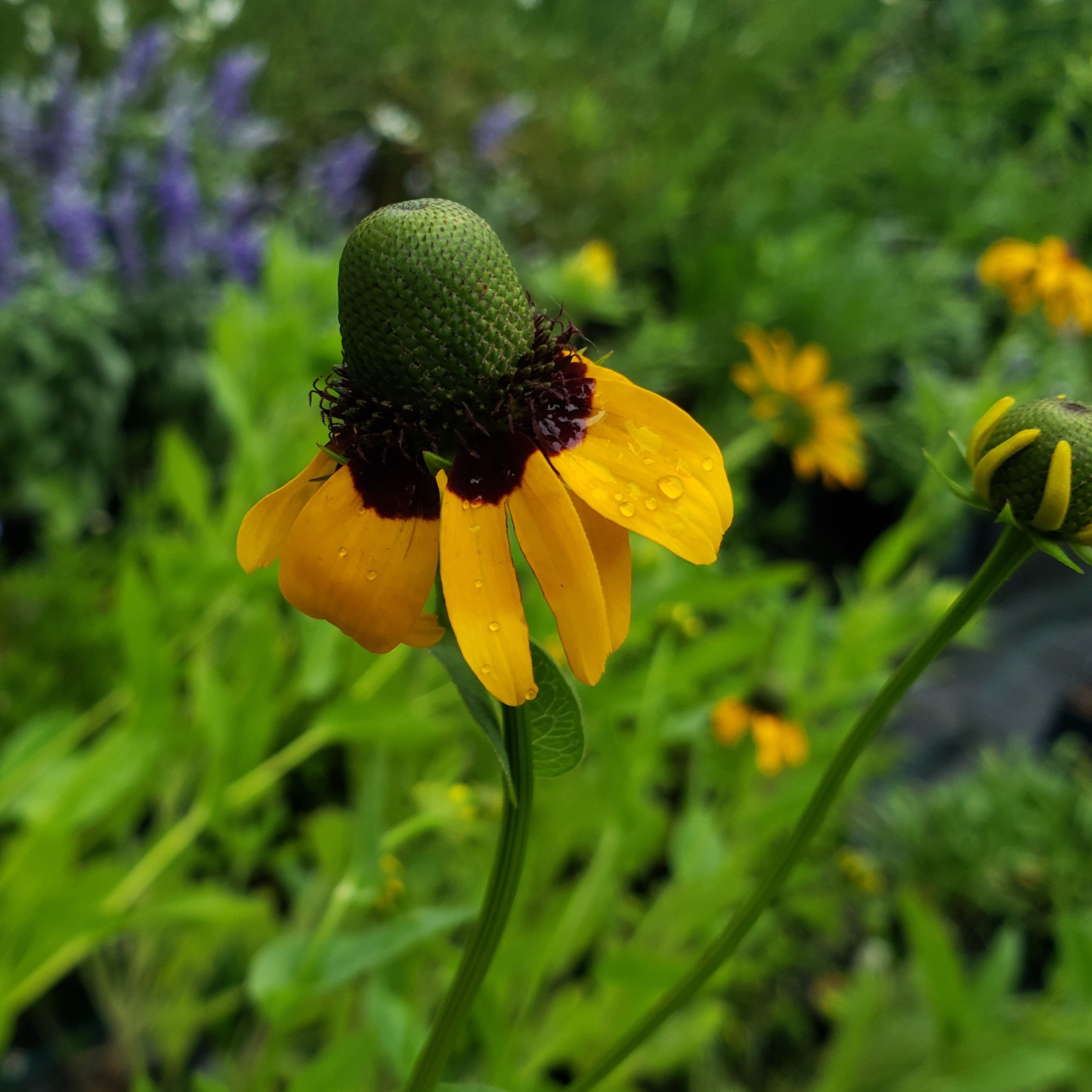 Clasping Coneflower (Dracopis amplexicaulis)