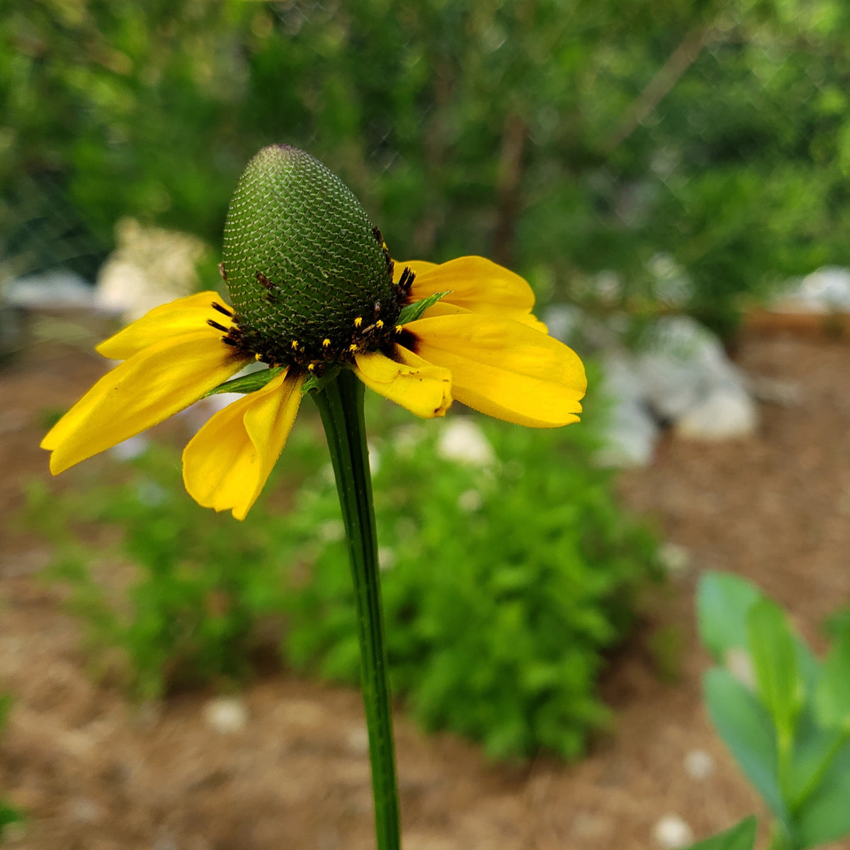 Clasping Coneflower (Dracopis amplexicaulis)