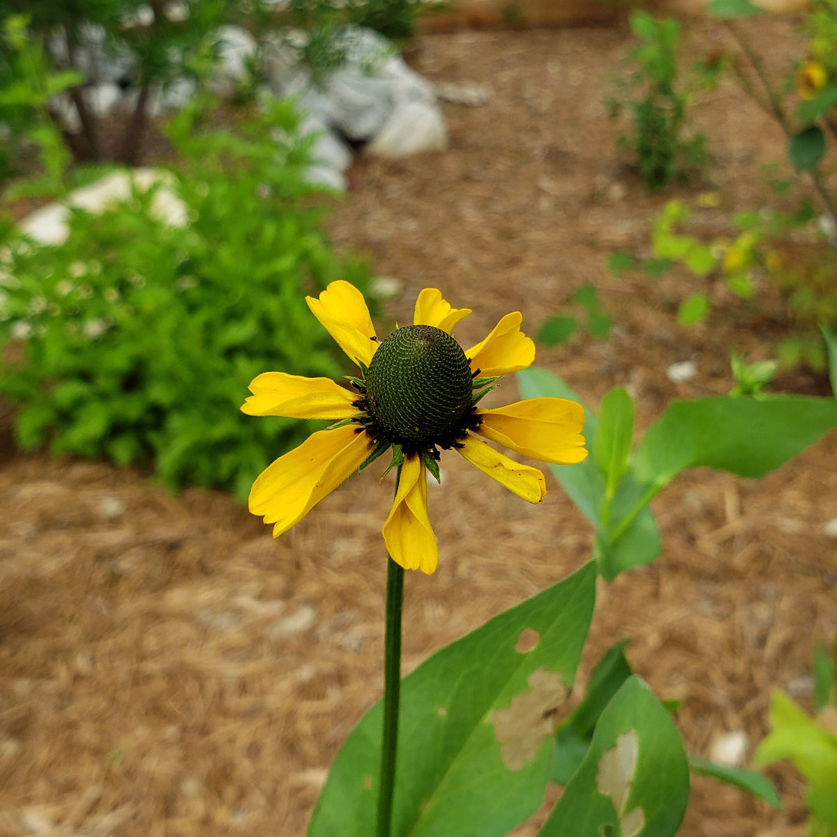 Clasping Coneflower (Dracopis amplexicaulis)