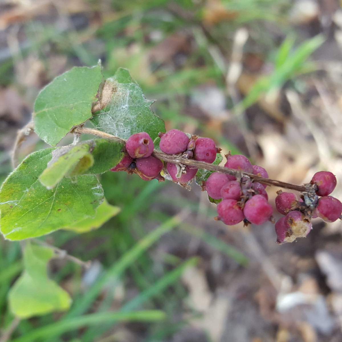 Coralberry (Symphoricarpos orbiculatus)