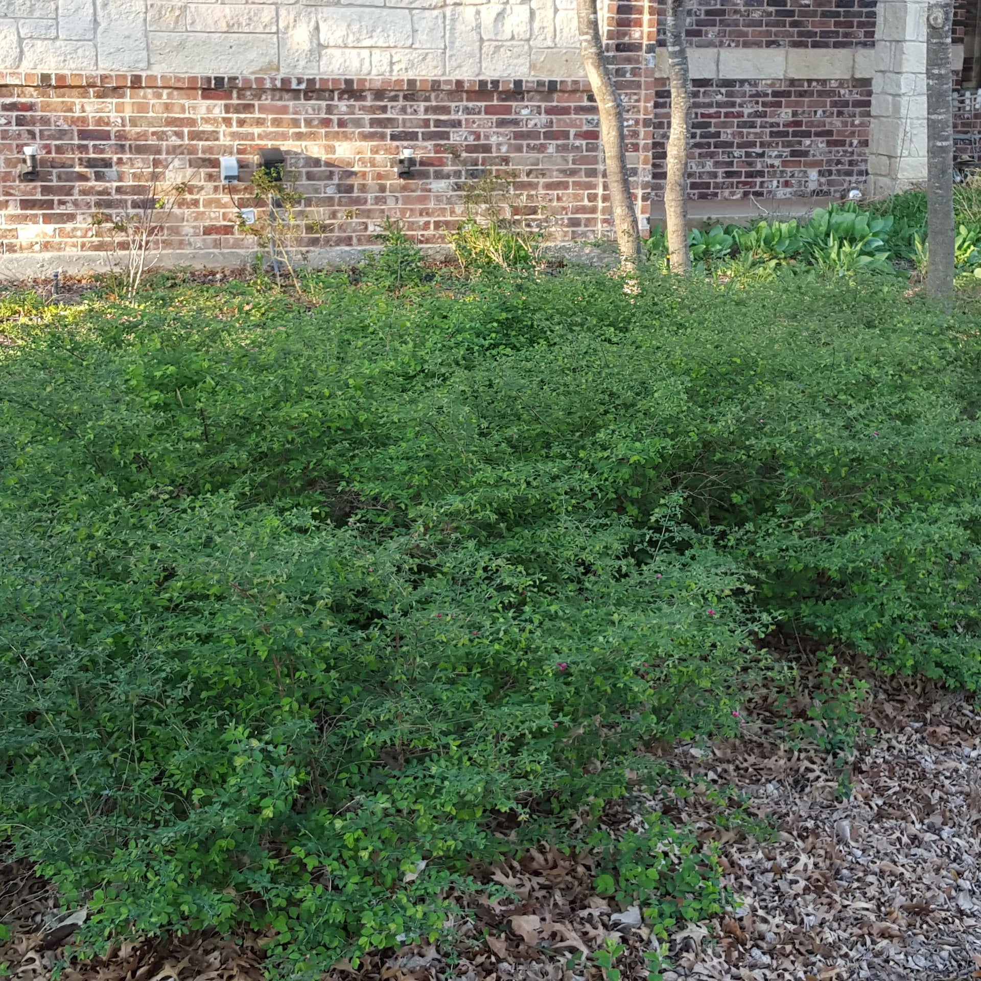 Coralberry (Symphoricarpos orbiculatus)