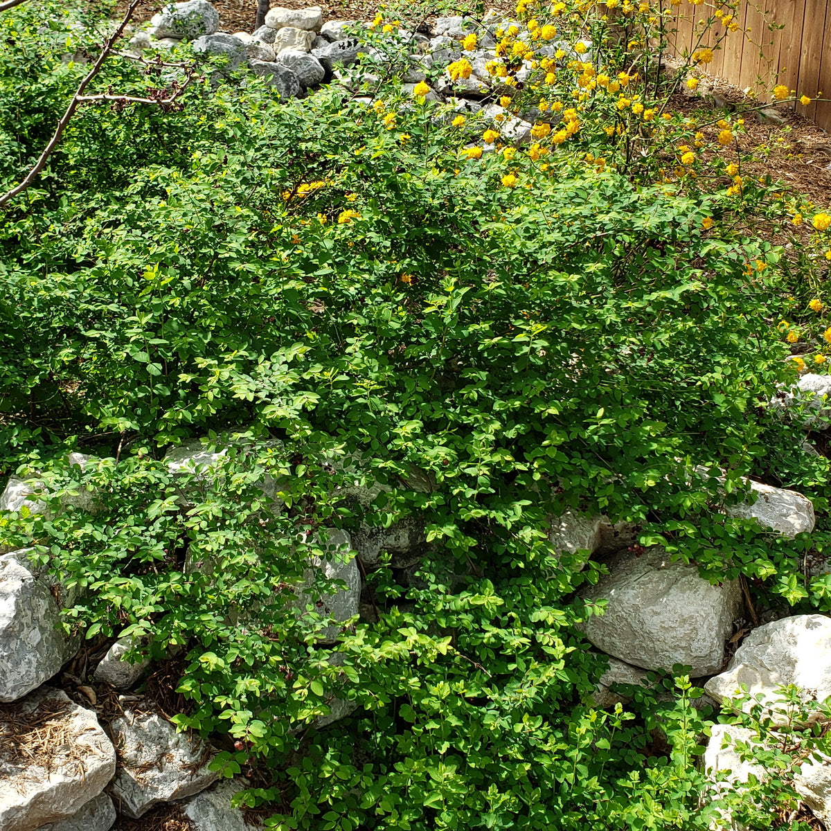 Coralberry (Symphoricarpos orbiculatus)