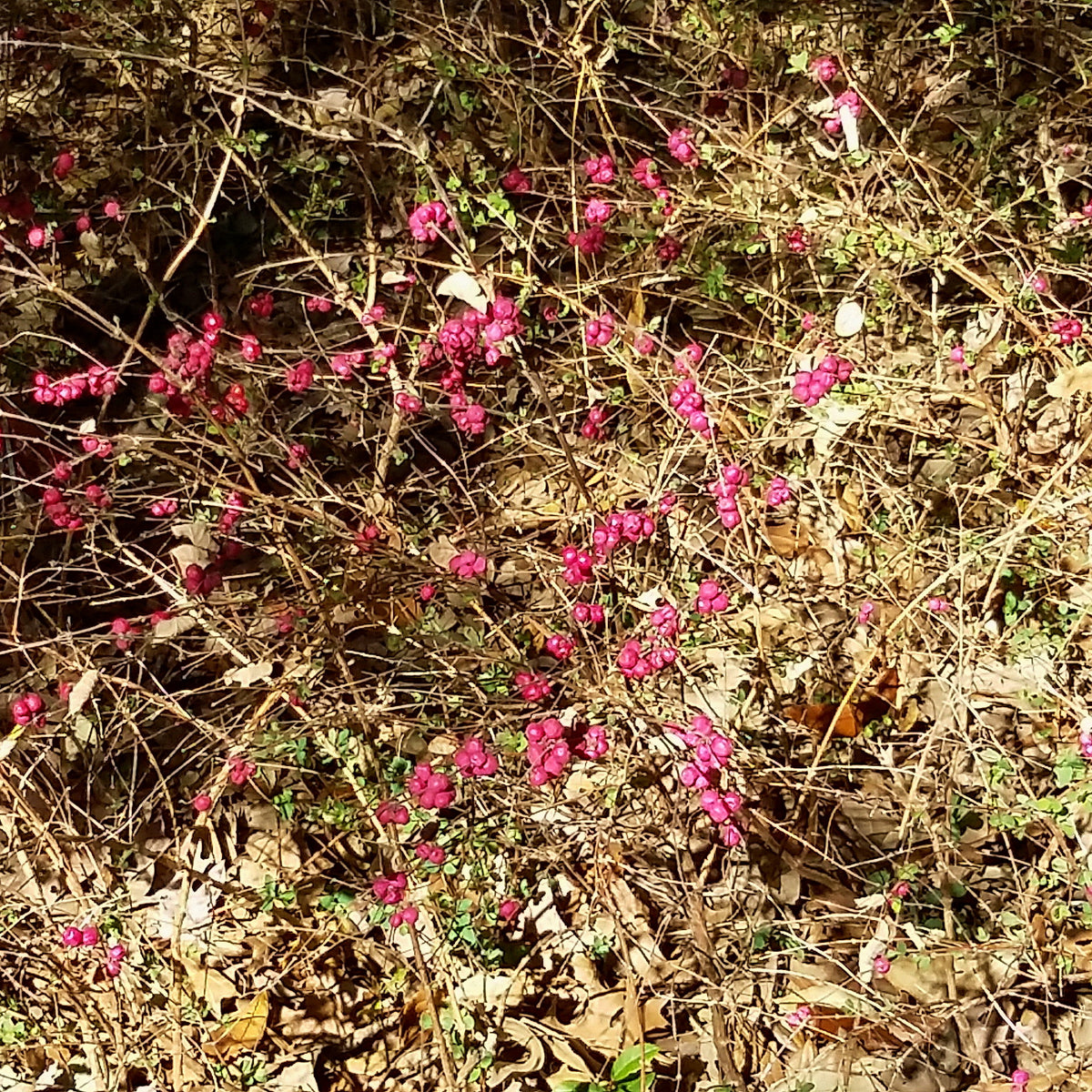 Coralberry (Symphoricarpos orbiculatus)