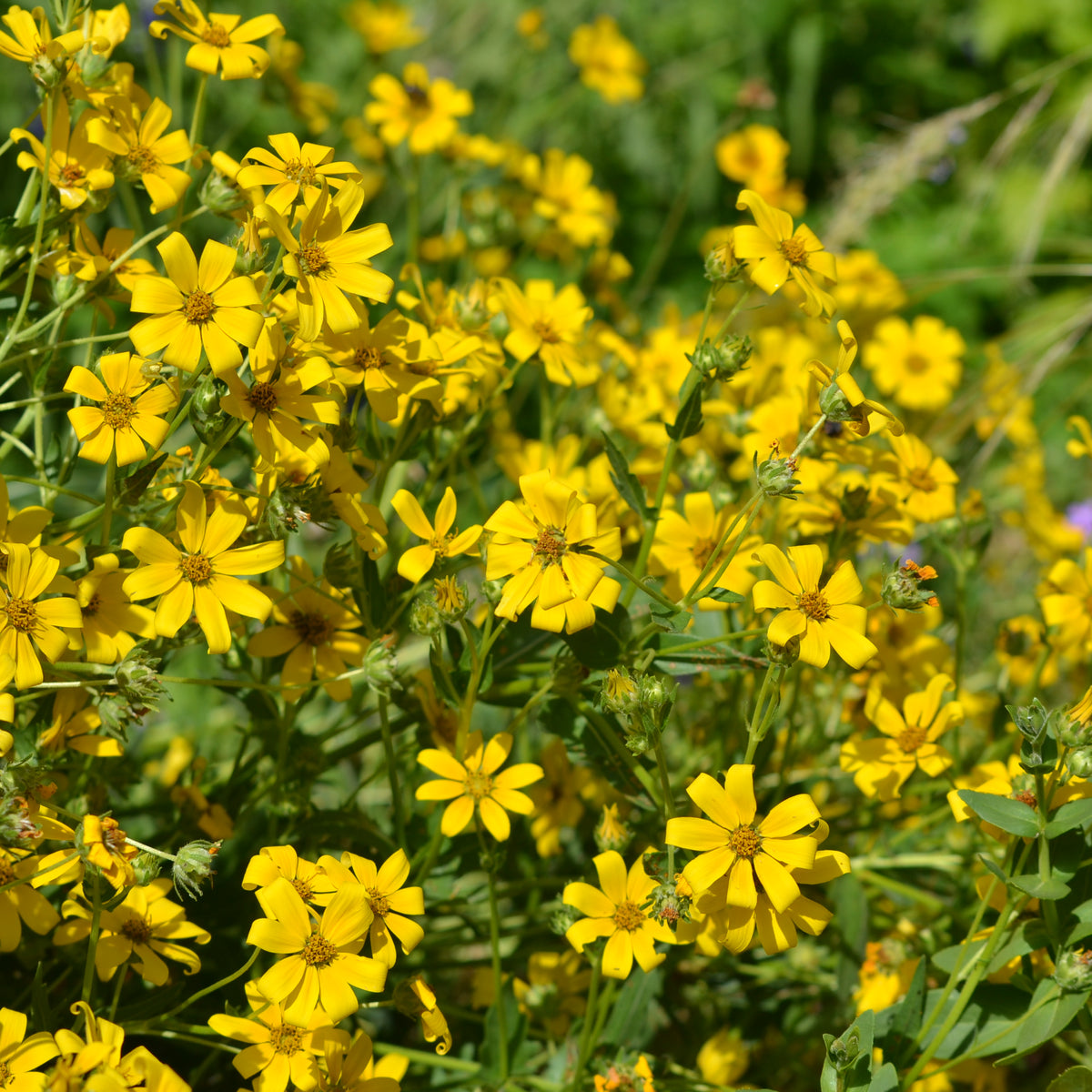 Engelmannia peristenia (Cutleaf Daisy)