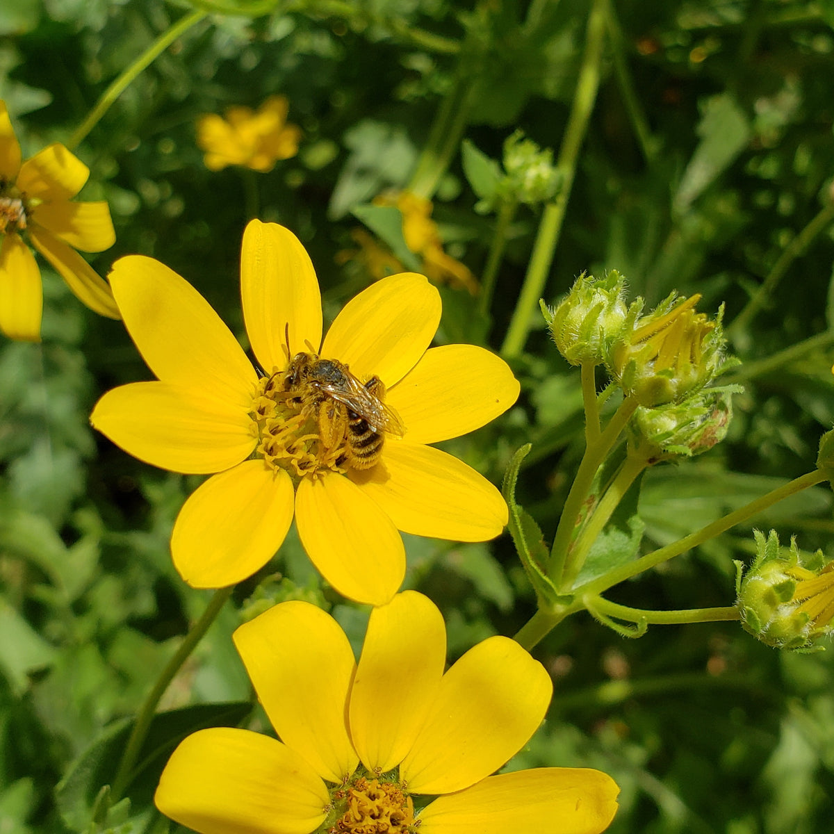 Engelmannia peristenia (Cutleaf Daisy)