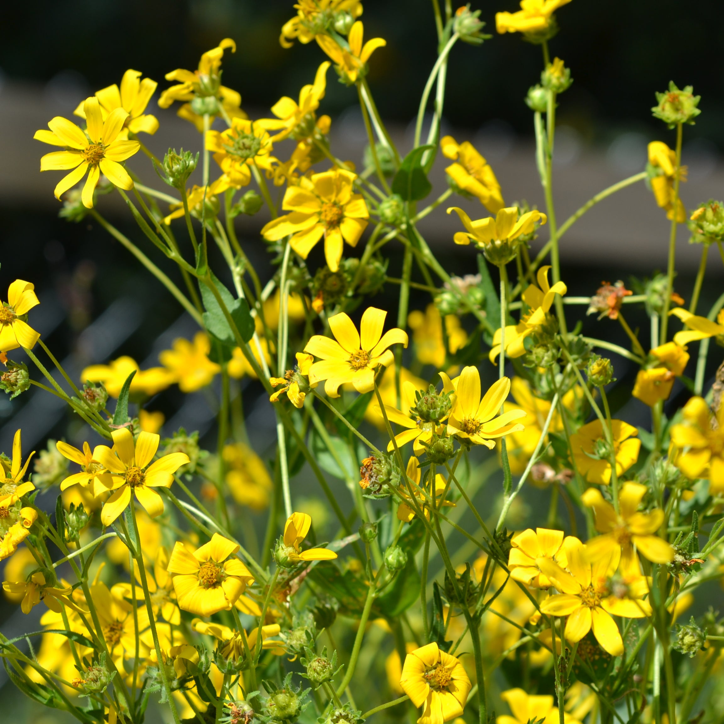 Engelmannia peristenia (Cutleaf Daisy)