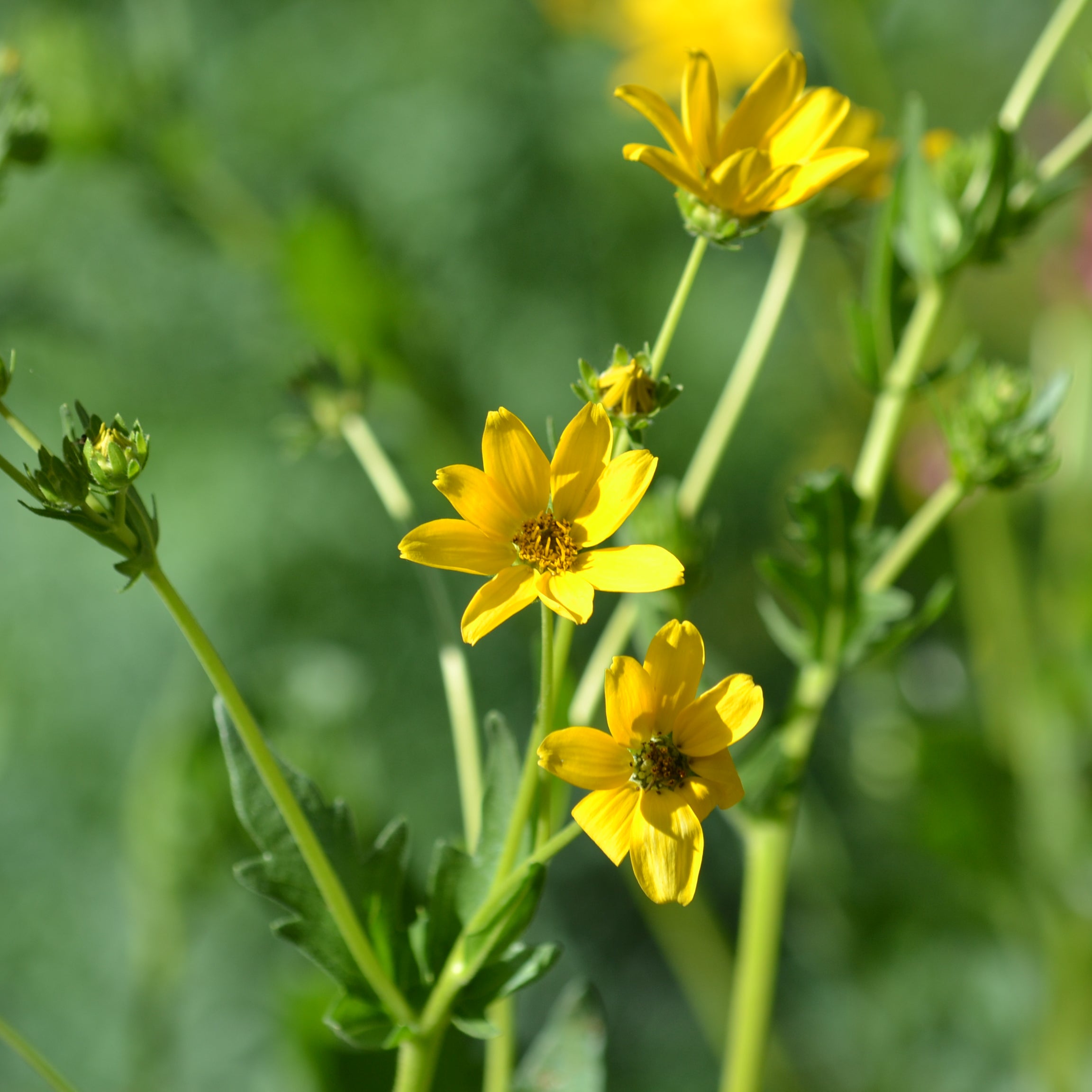 Engelmannia peristenia (Cutleaf Daisy)
