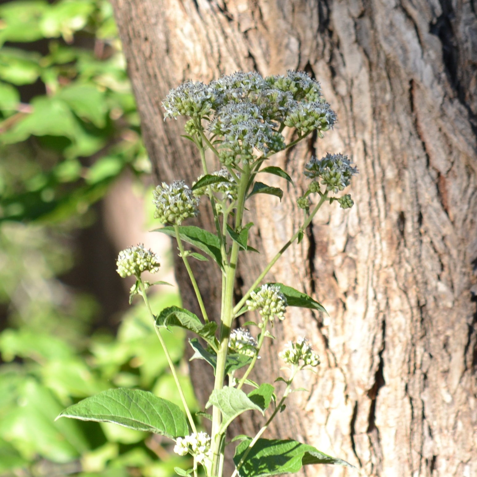 Verbesina virginica (Frostweed)