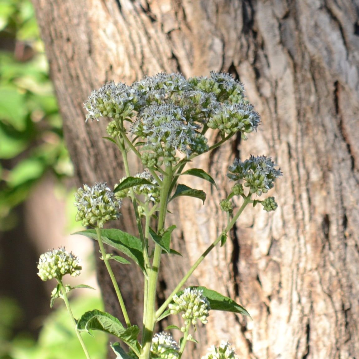 Verbesina virginica (Frostweed)