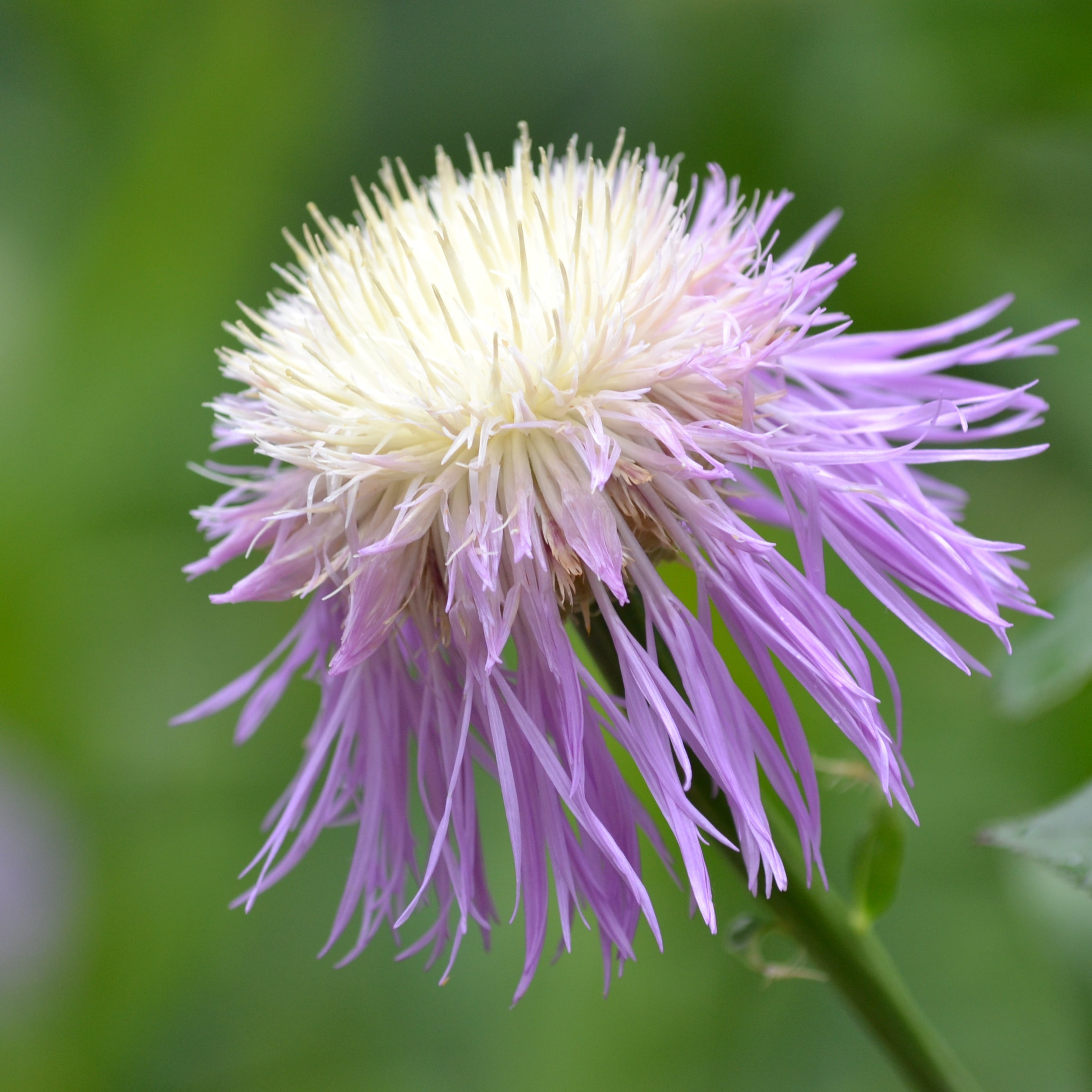 Centaurea americana (American Basketflower)