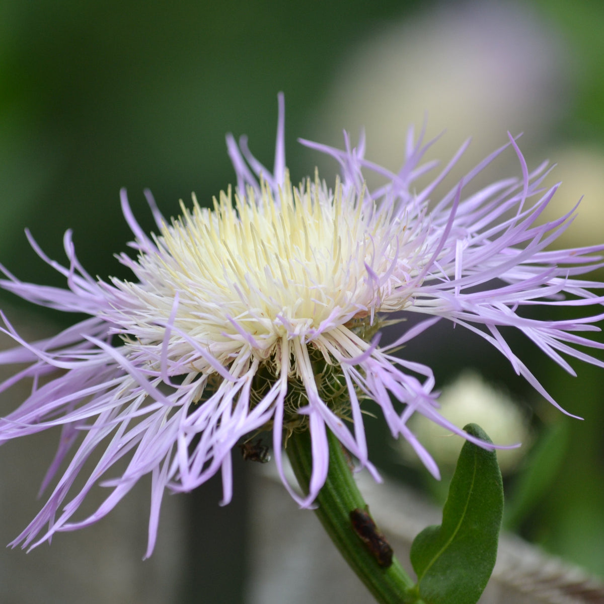 Centaurea americana (American Basketflower)