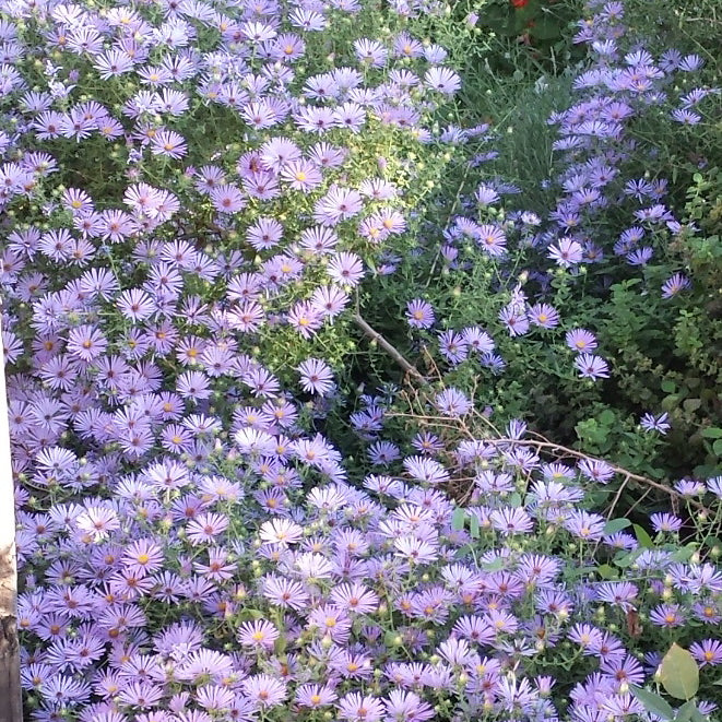 Fall aster (Symphyotrichum oblongifolium)