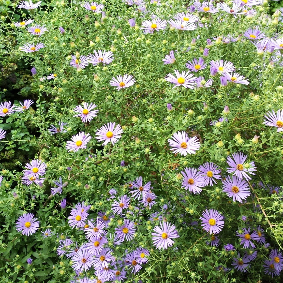 Fall aster (Symphyotrichum oblongifolium)