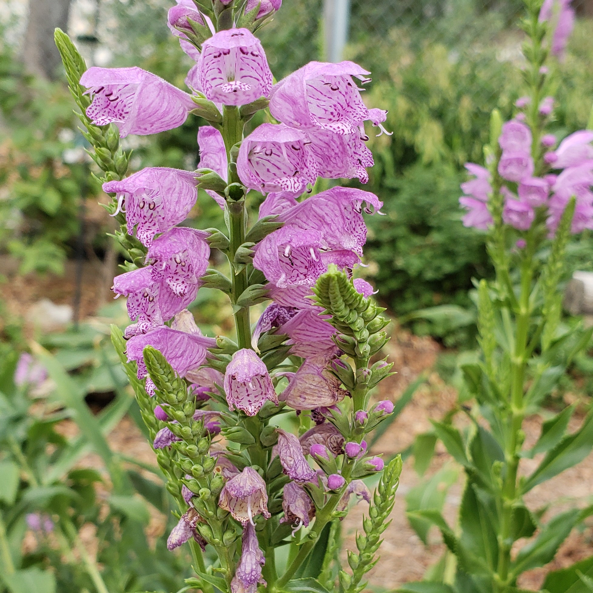 Fall obedient plant (Physostegia virginiana)