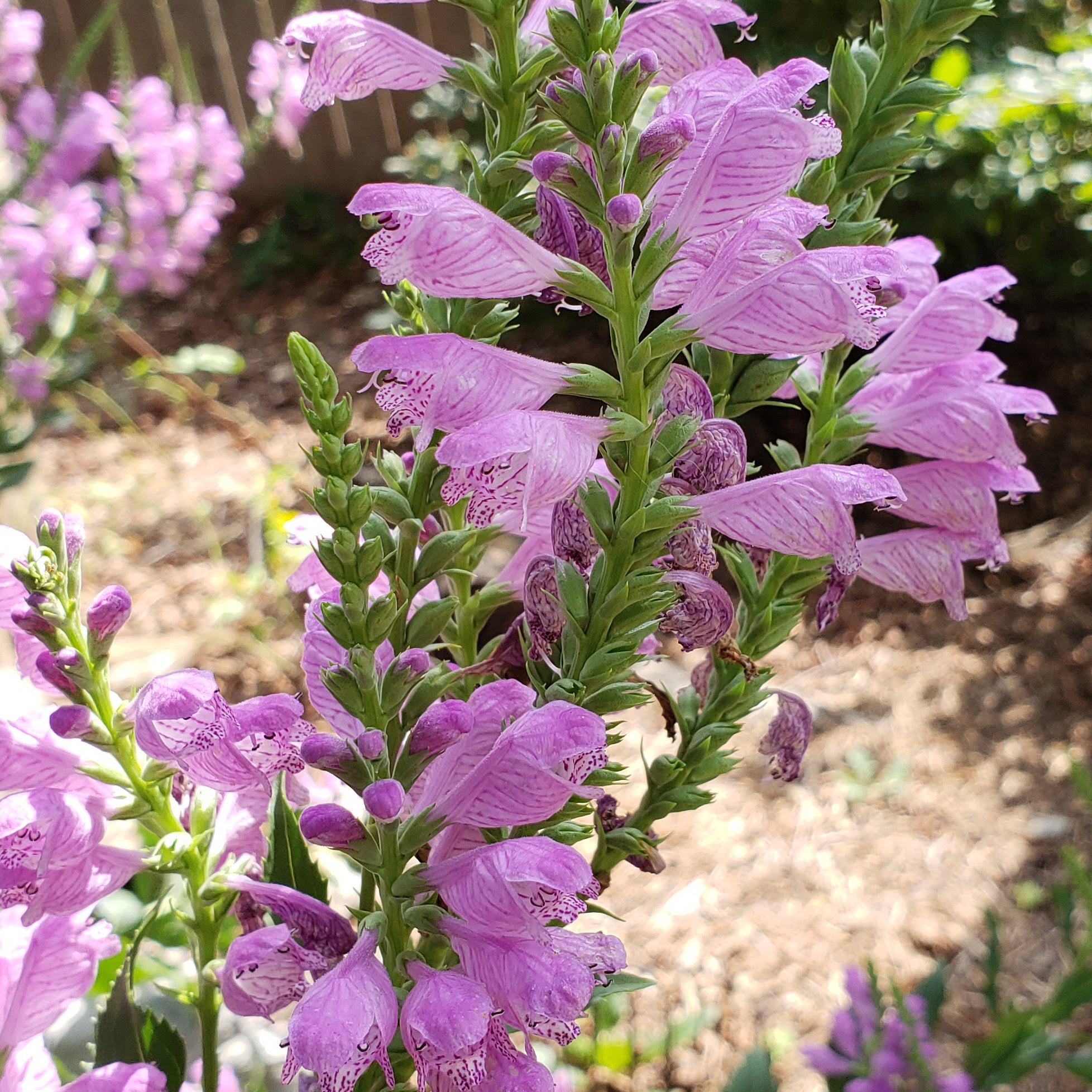 Fall obedient plant (Physostegia virginiana)