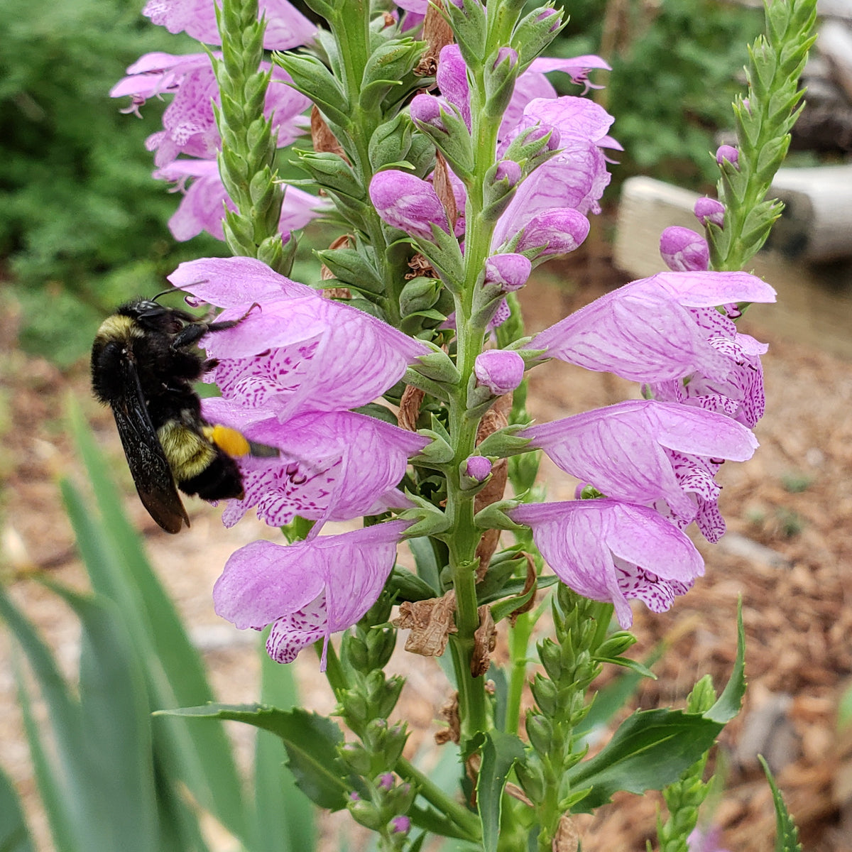 Fall obedient plant (Physostegia virginiana)