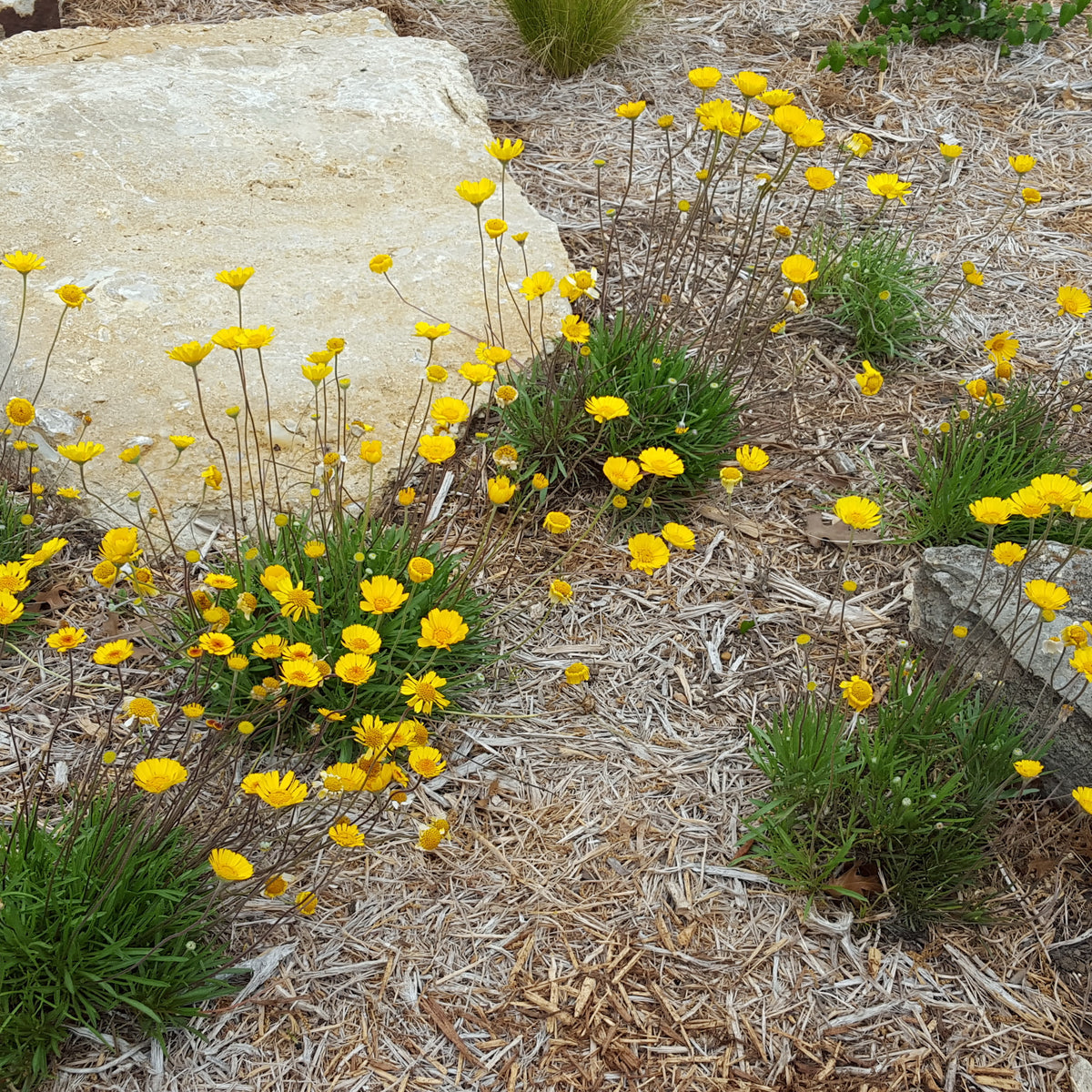 Four-nerve daisy (Tetraneuris scaposa)