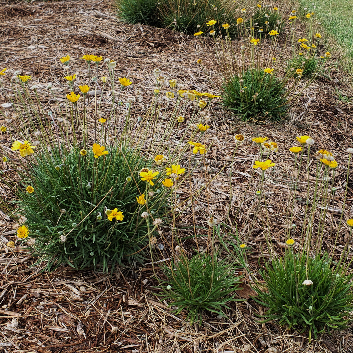 Four-nerve daisy (Tetraneuris scaposa)