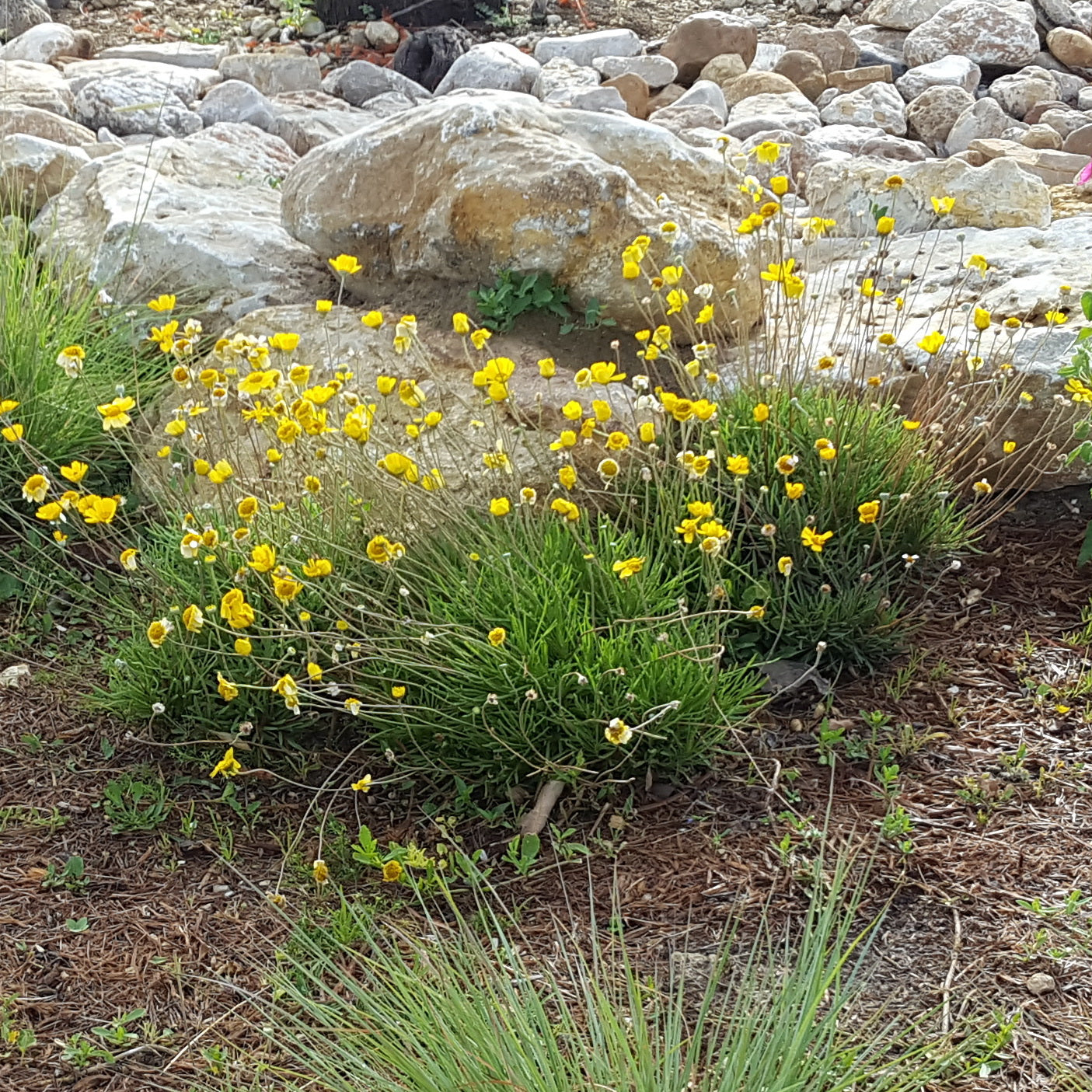 Four-nerve daisy (Tetraneuris scaposa)