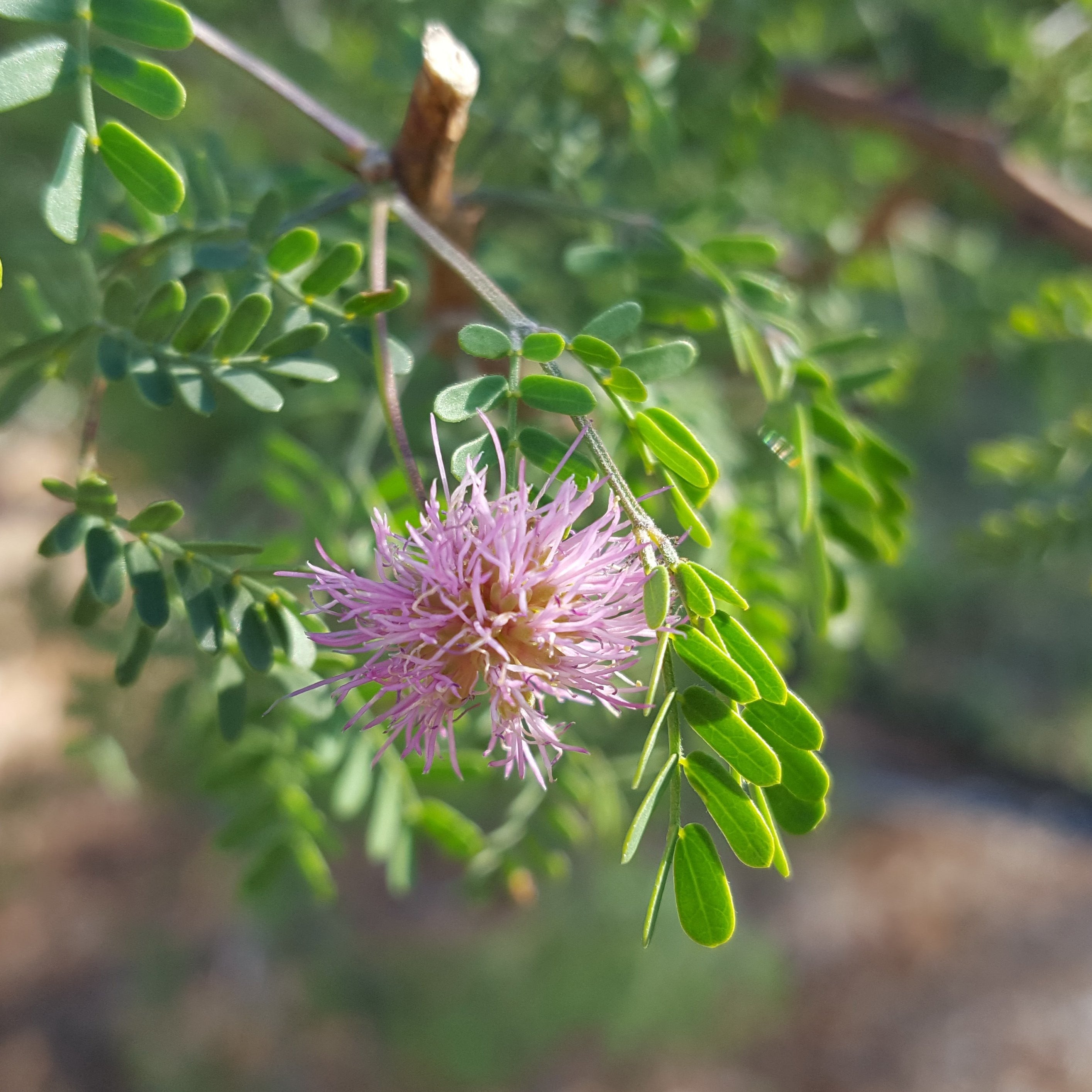 Fragrant mimosa (Mimosa borealis)