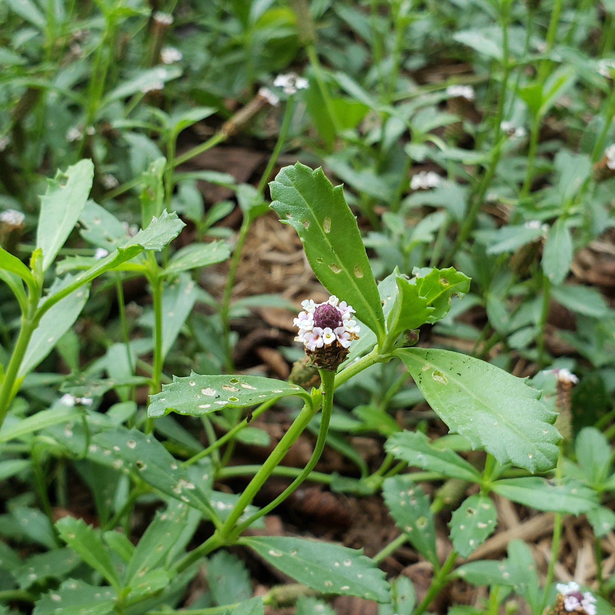 Frogfruit (Phyla nodiflora)