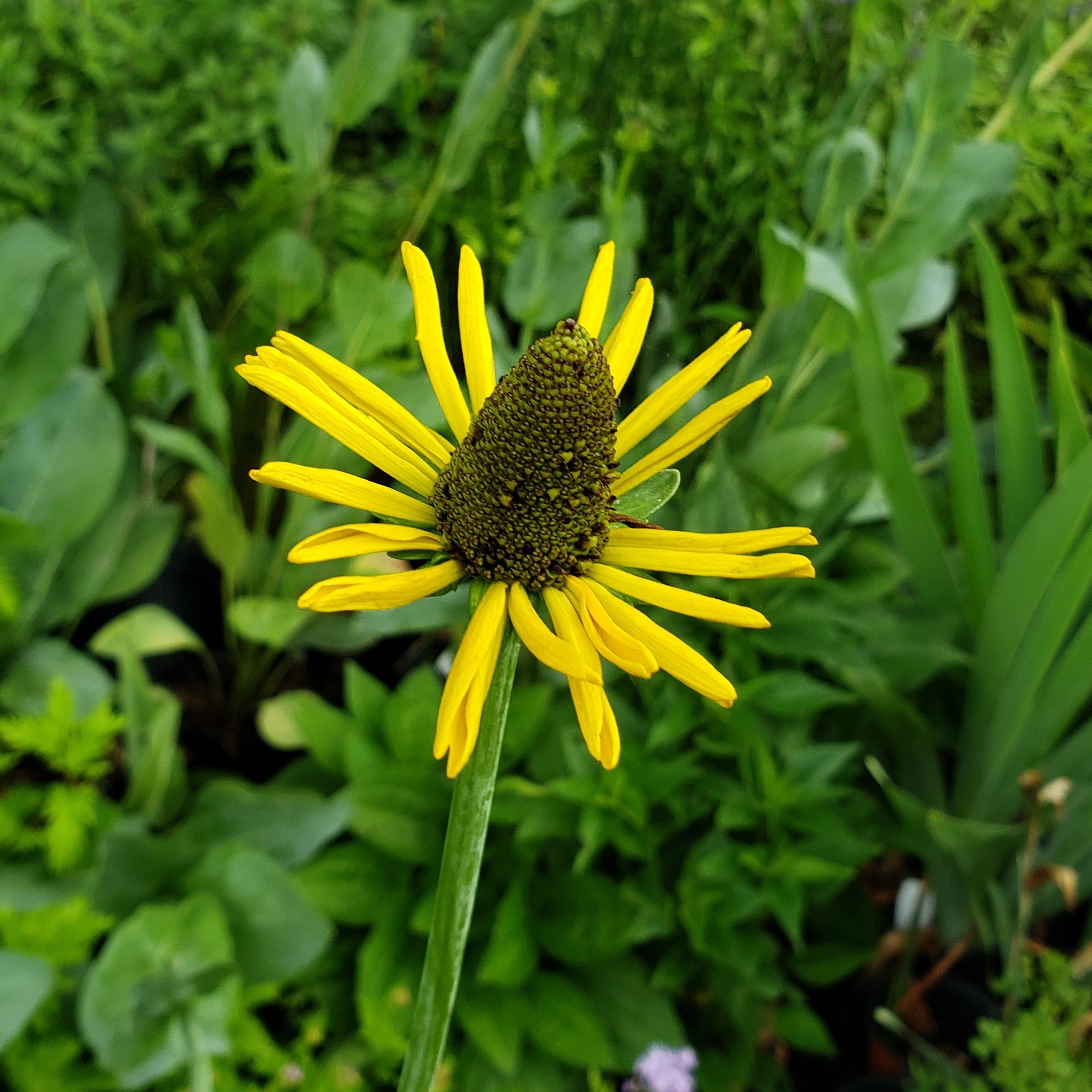 Giant Coneflower (Rudbeckia maxima)
