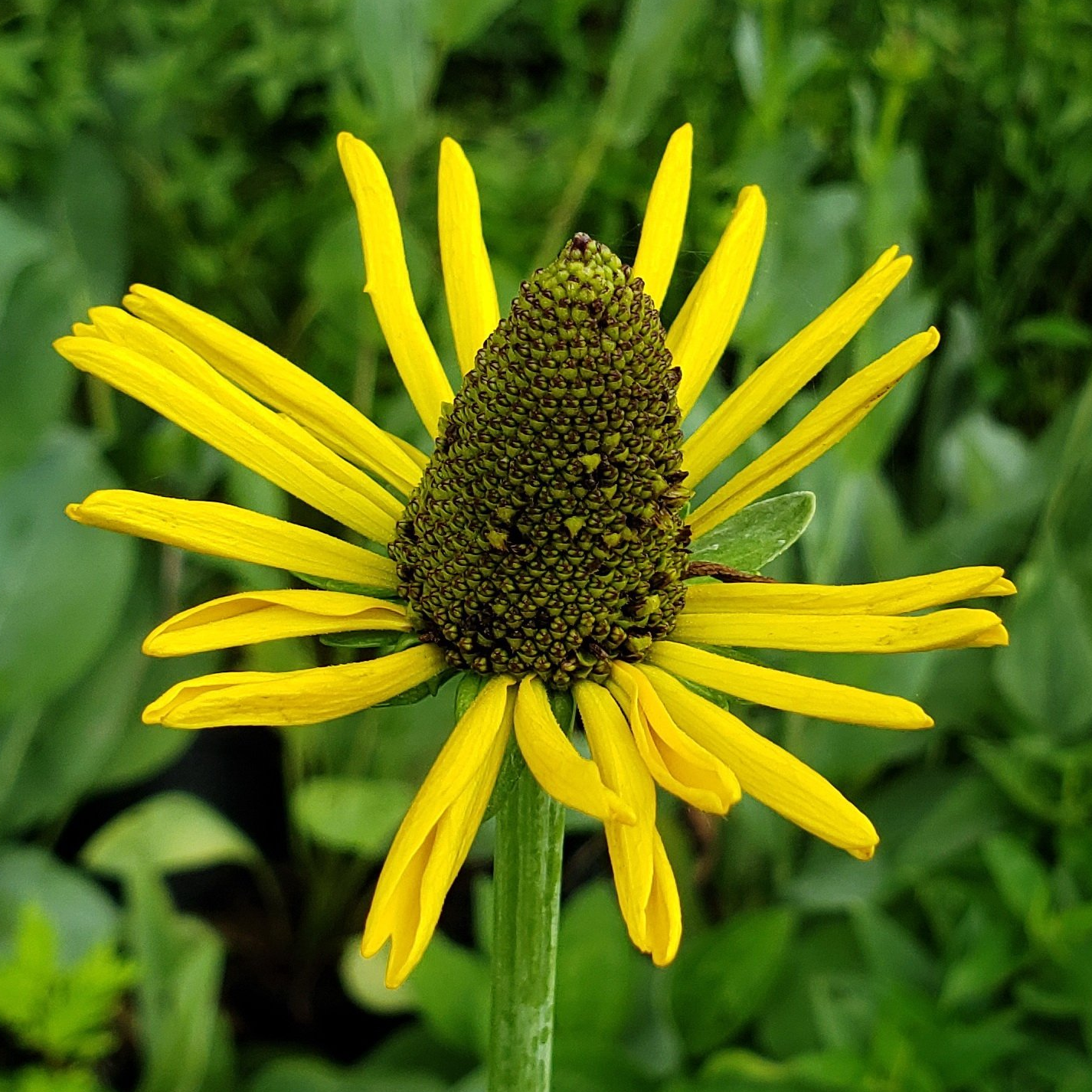 Giant Coneflower (Rudbeckia maxima)