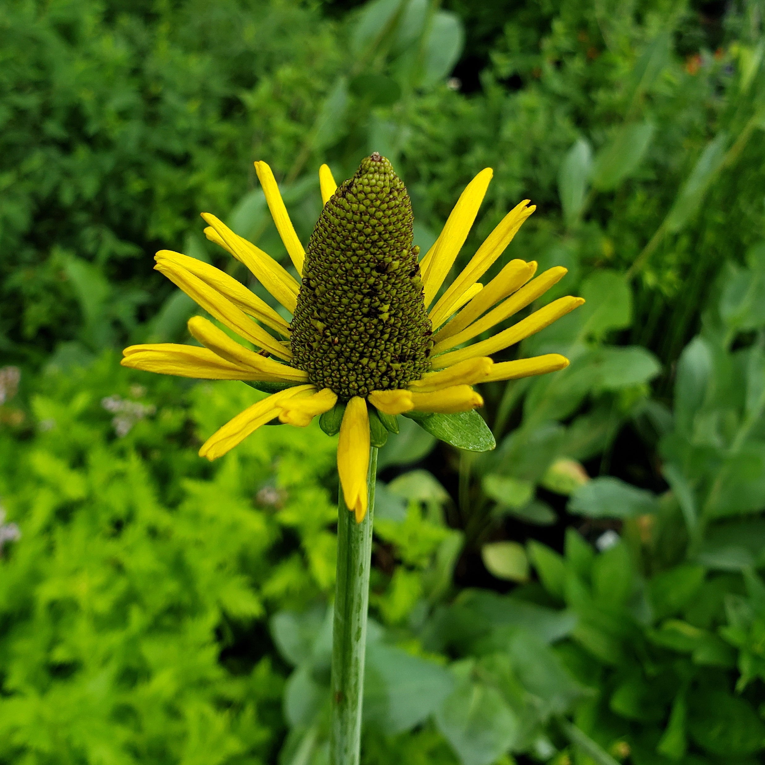 Giant Coneflower (Rudbeckia maxima)