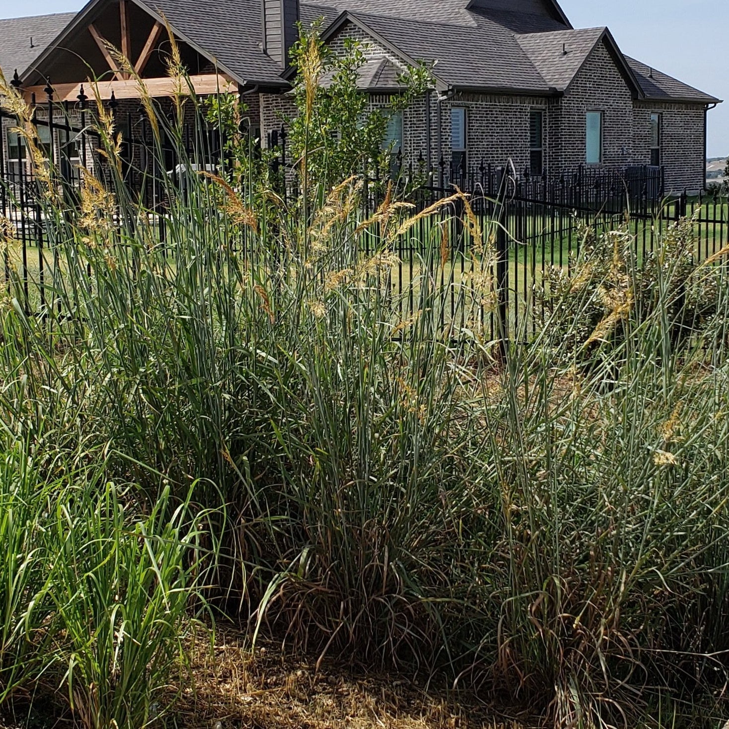 Sorghastrum nutans (Indiangrass)
