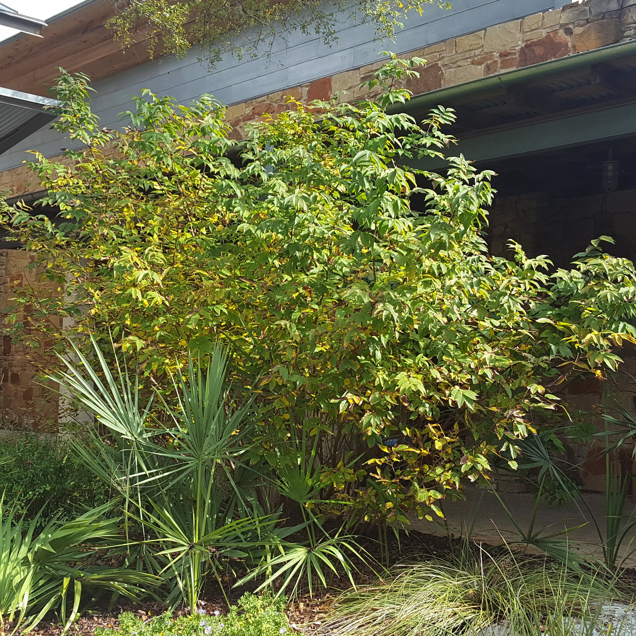 Mexican Buckeye (Ungnadia speciosa)