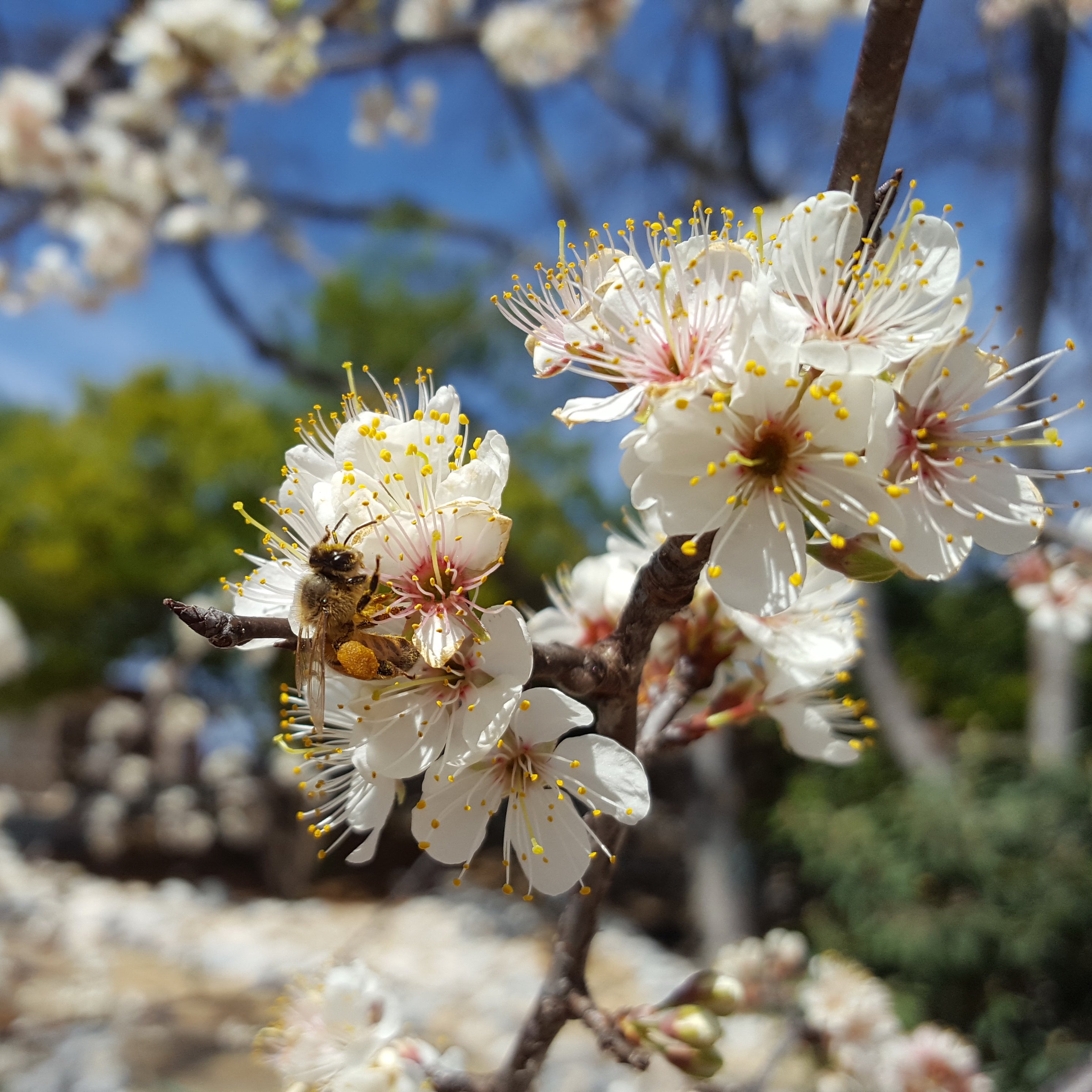 Mexican plum (Prunus mexicana)