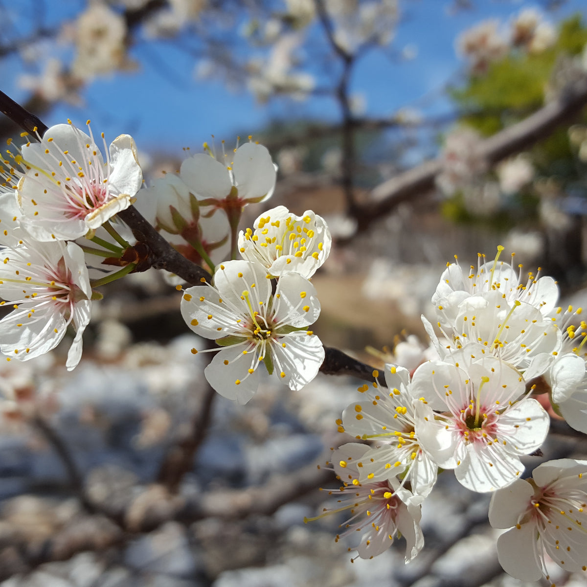 Mexican plum (Prunus mexicana)