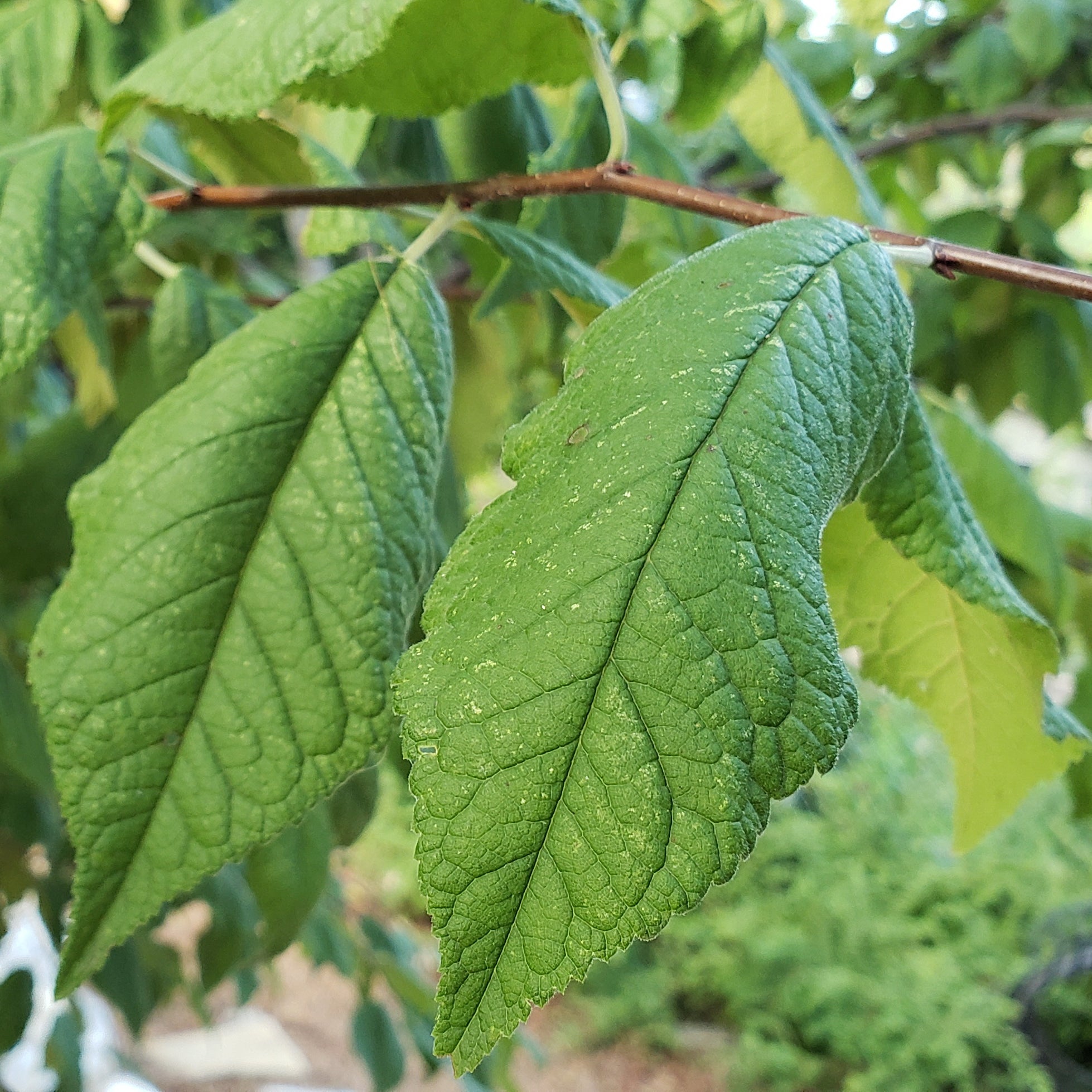 Mexican plum (Prunus mexicana)