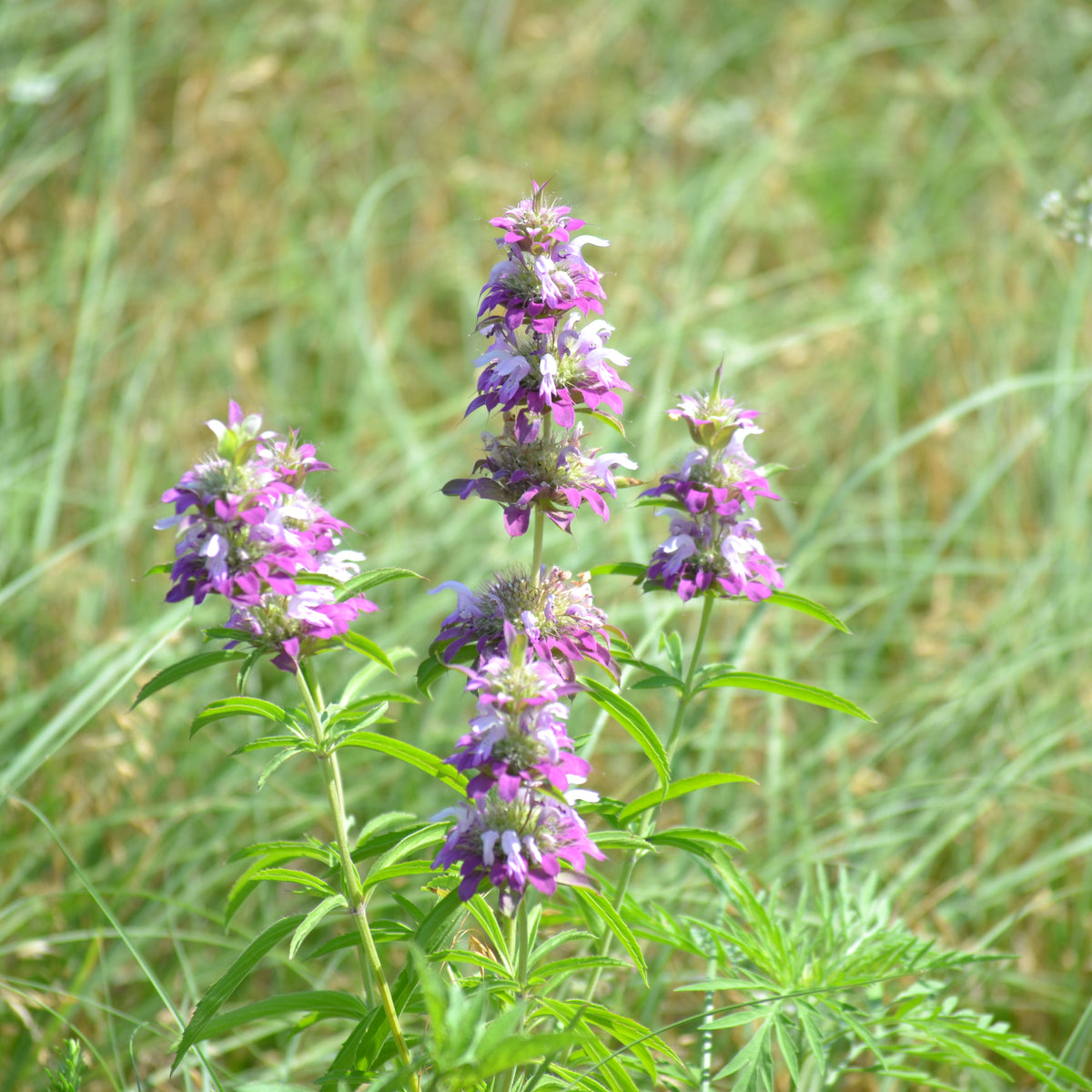 Monarda citriodora (Lemon Beebalm)