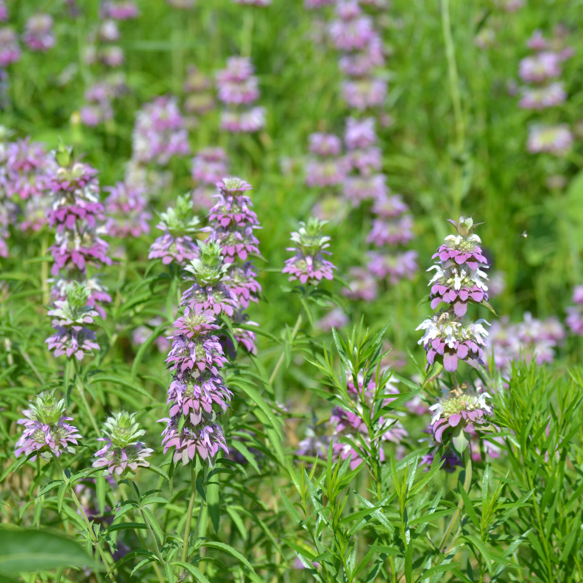 Monarda citriodora (Lemon Beebalm)