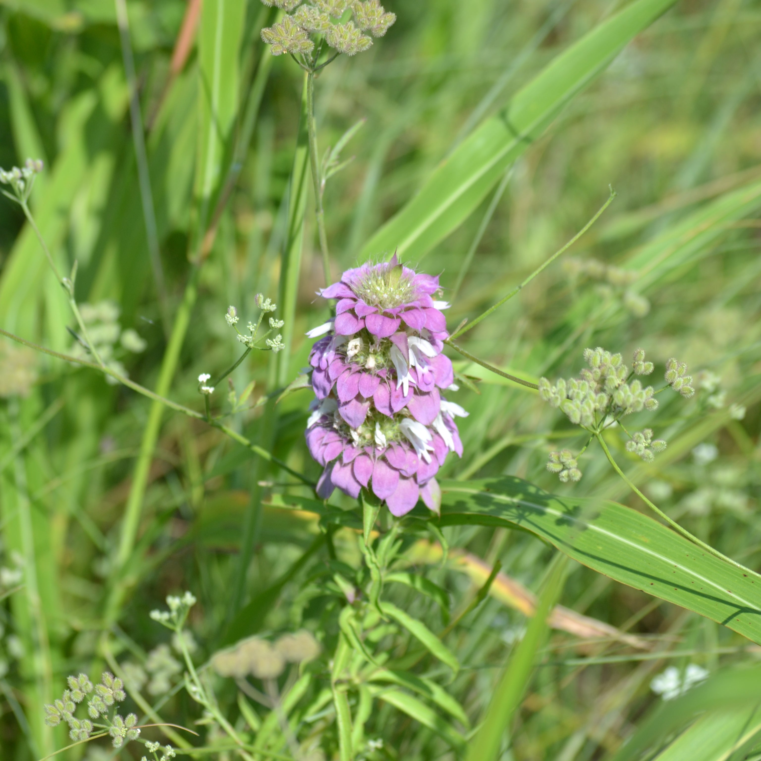 Monarda citriodora (Lemon Beebalm)