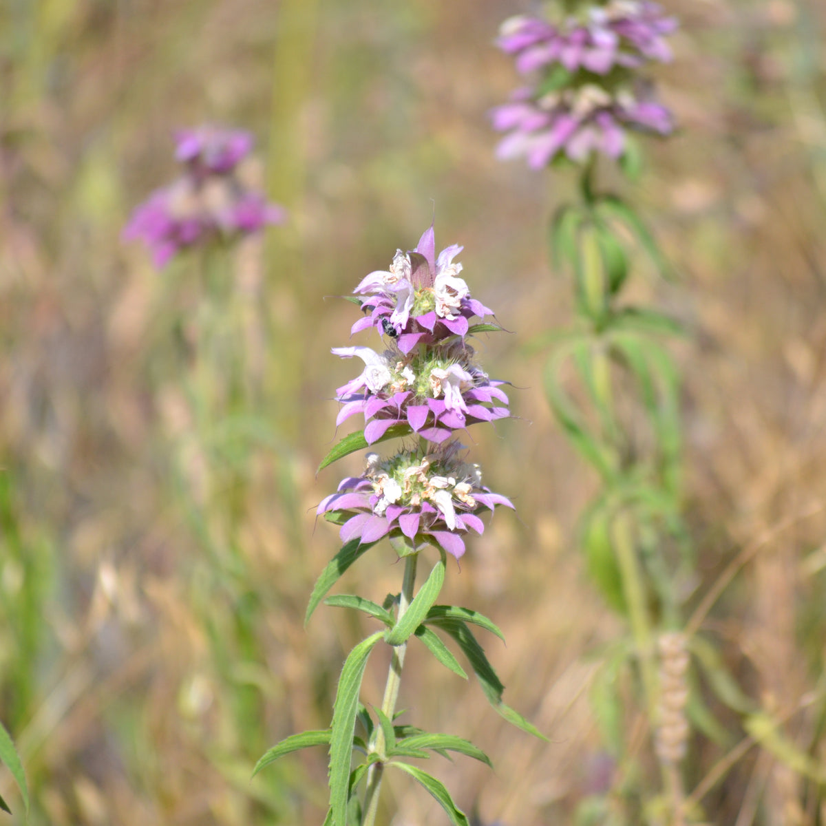 Monarda citriodora (Lemon Beebalm)