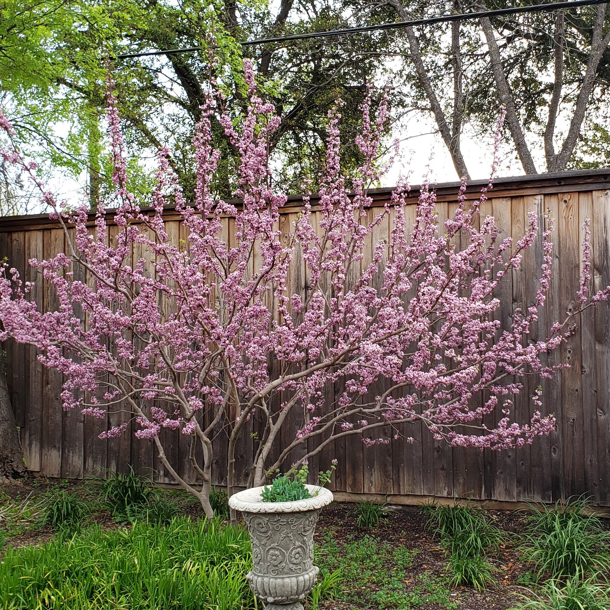 Mexican Buckeye (Ungnadia speciosa)