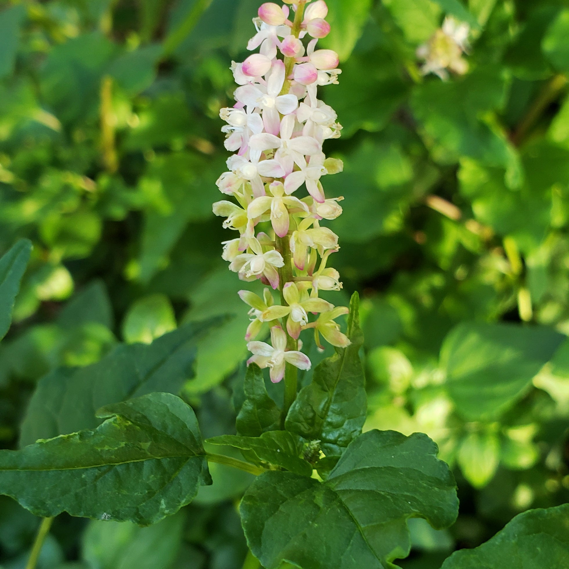 Pigeonberry (Rivina humilis)