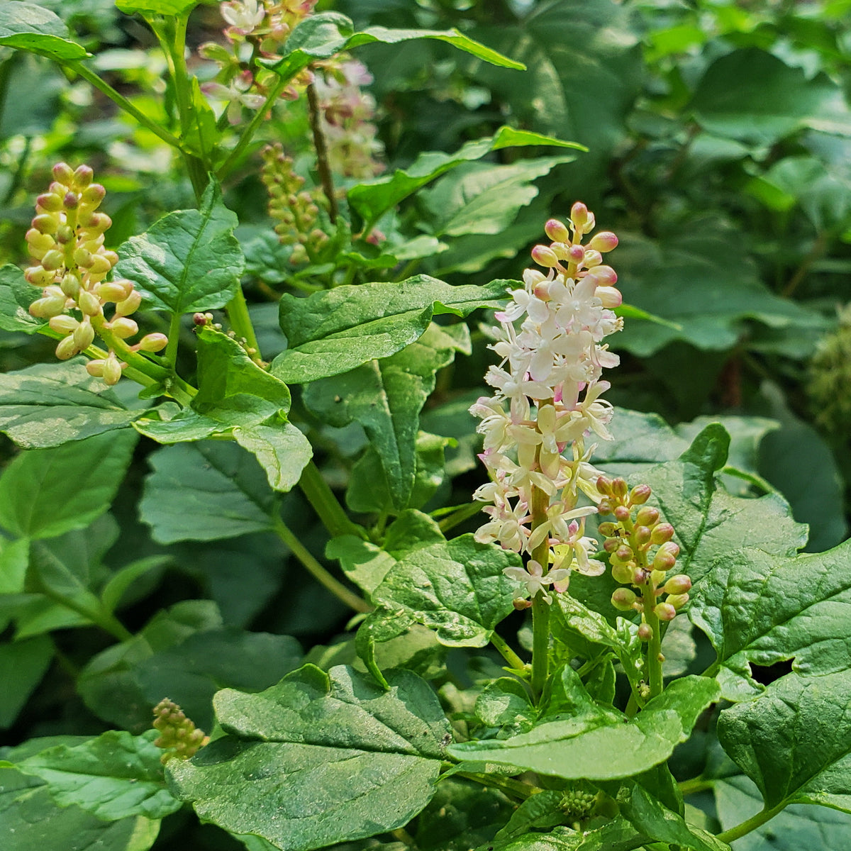 Pigeonberry (Rivina humilis)