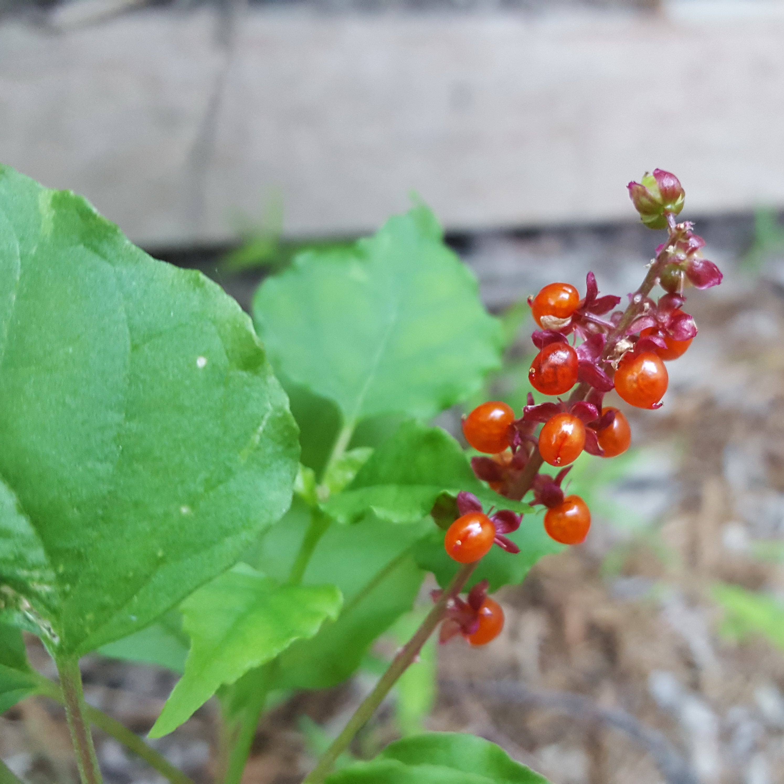 Pigeonberry (Rivina humilis)
