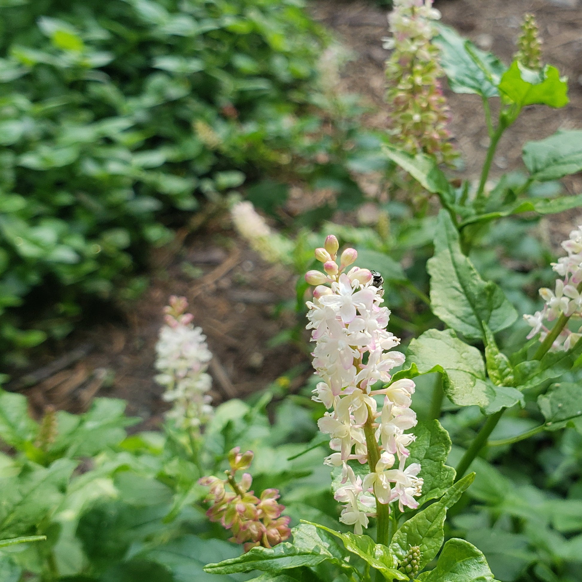 Pigeonberry (Rivina humilis)