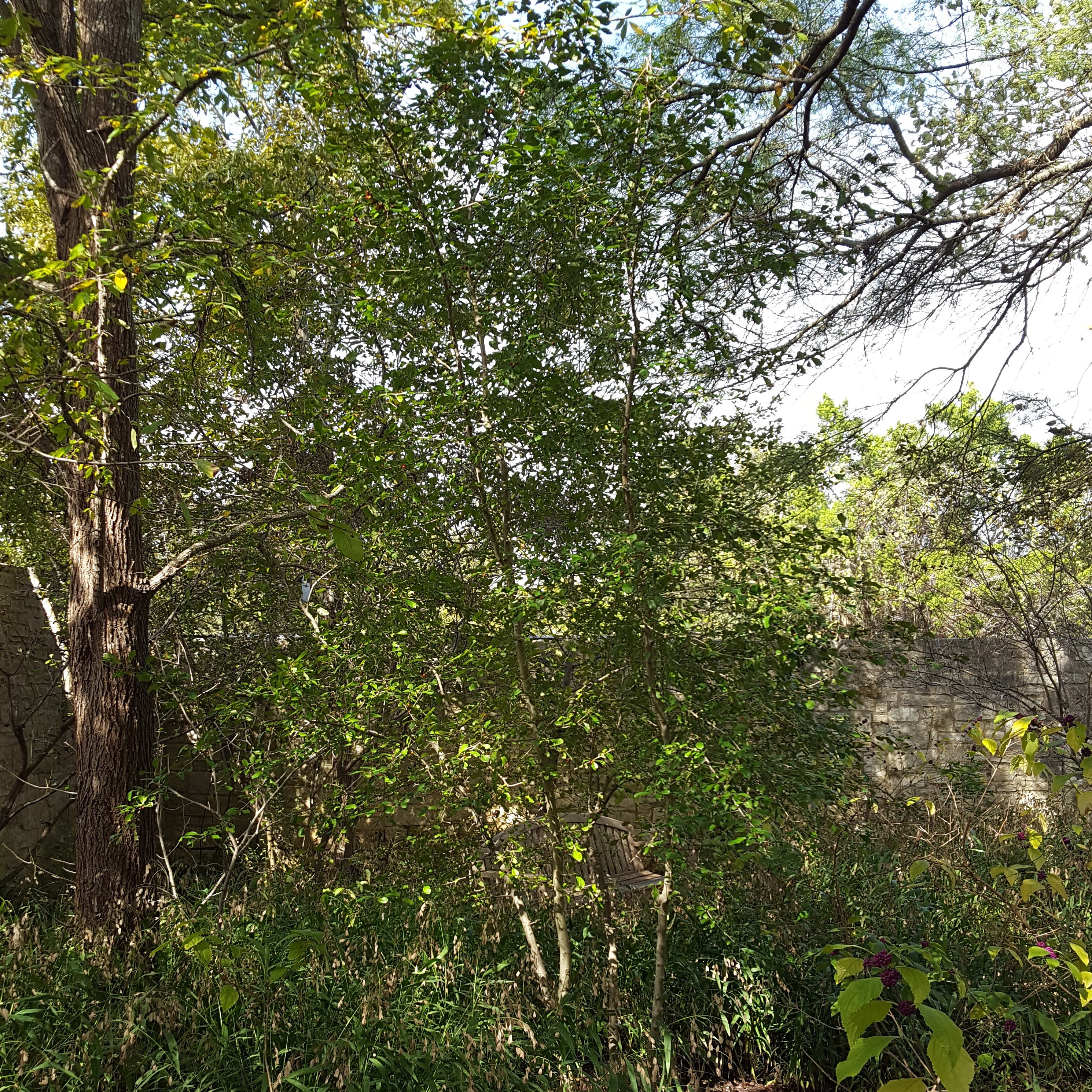 Possumhaw holly (Ilex decidua)