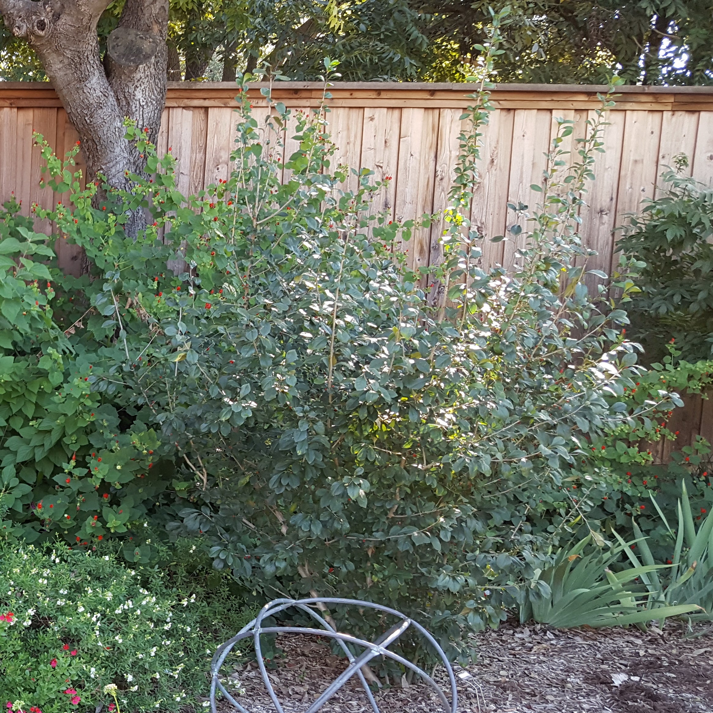 Possumhaw holly (Ilex decidua)