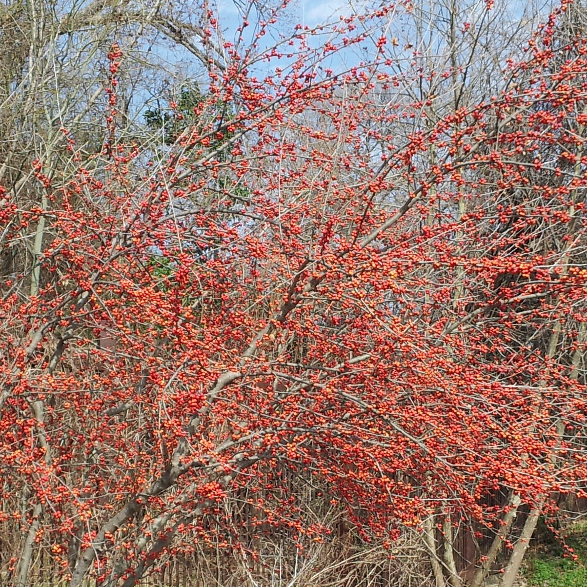 Possumhaw holly (Ilex decidua)