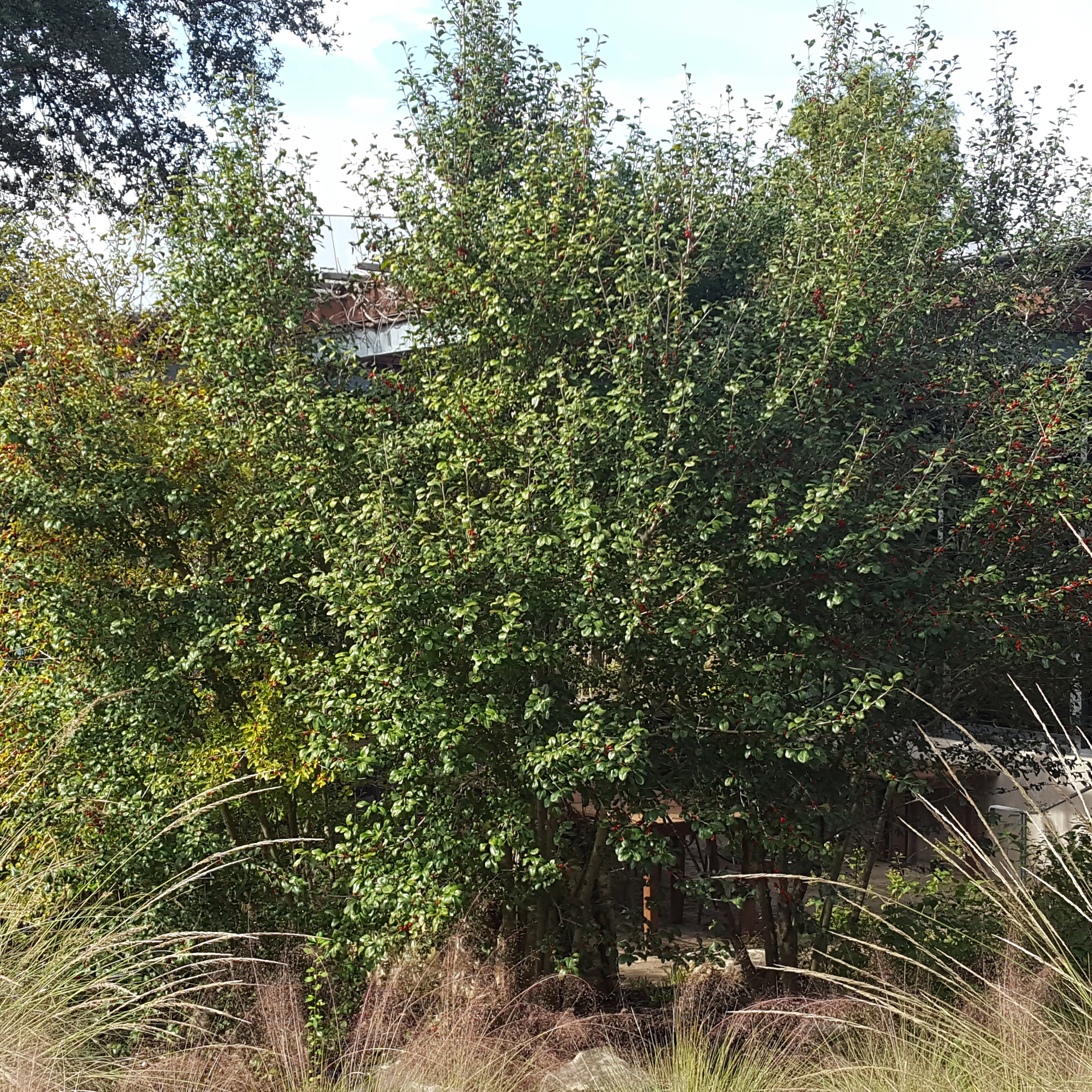 Possumhaw holly (Ilex decidua)